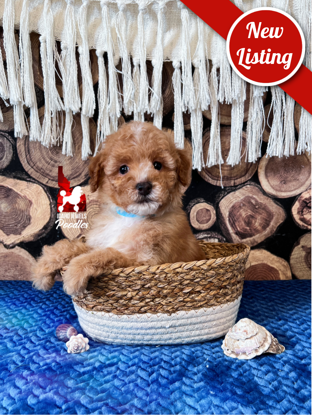Coast, Red/Apricot w/ White Small Mini Poodle Boy~ Pet