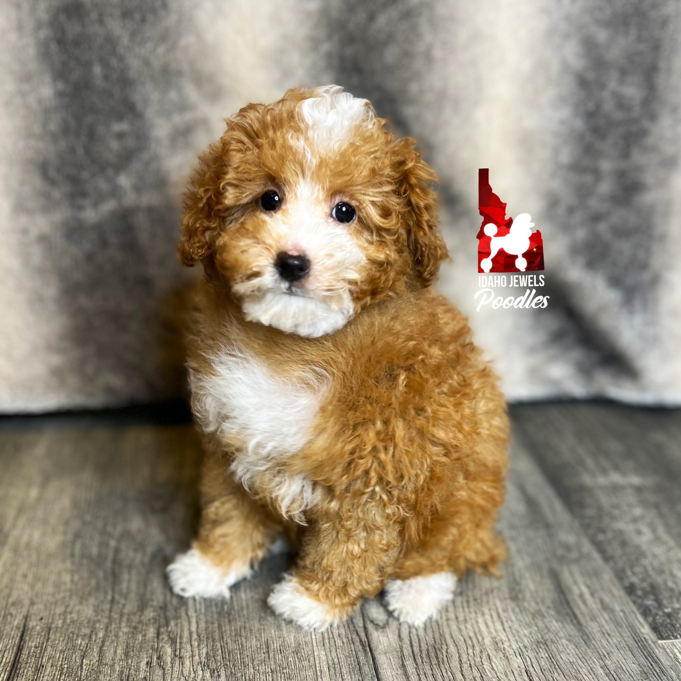 Chopper - 12 wks (1).jpg