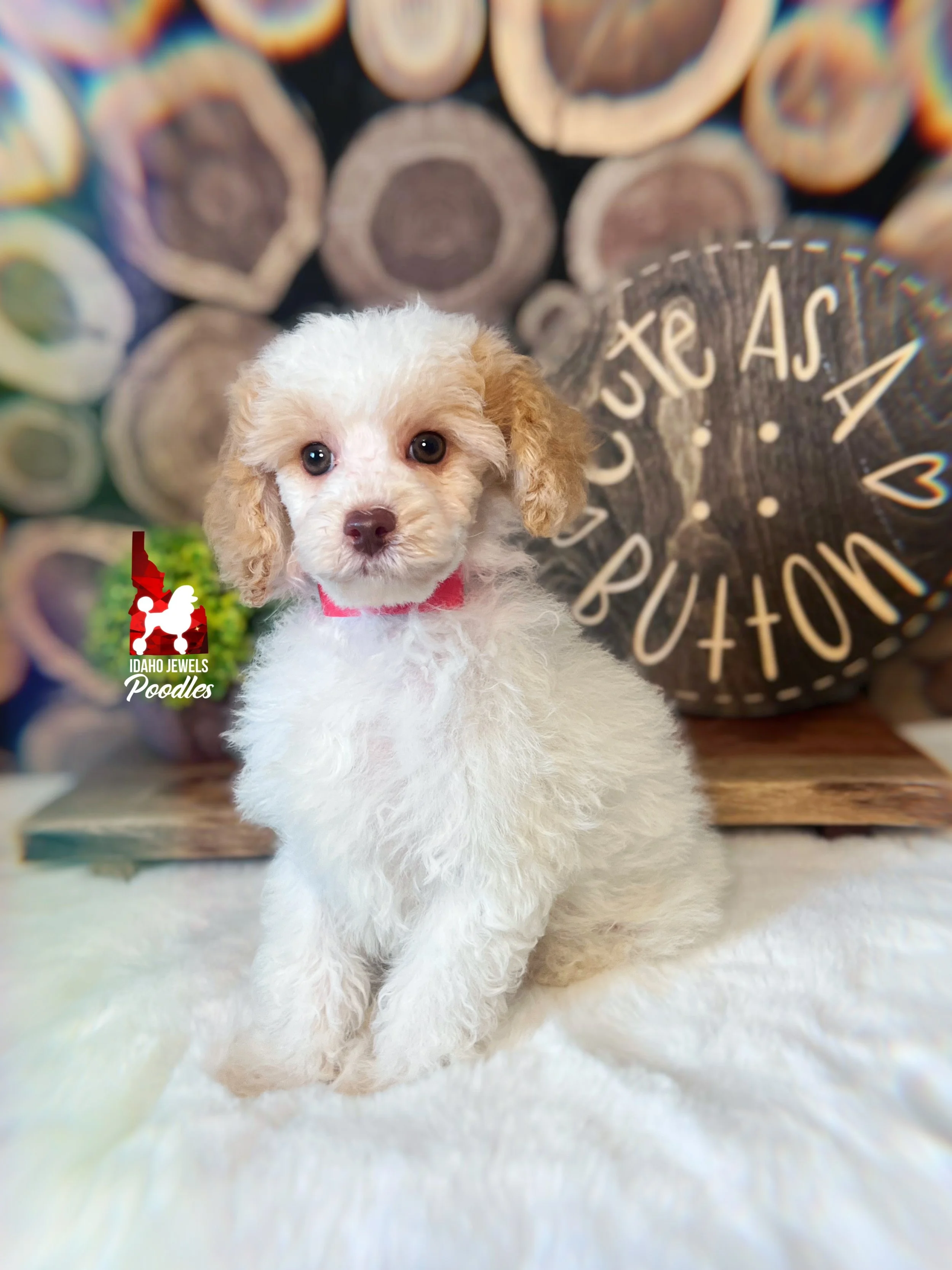 Jayden, Red/Apricot Parti (Hidden Phantom) Mini Poodle Boy~ Breeder or Pet