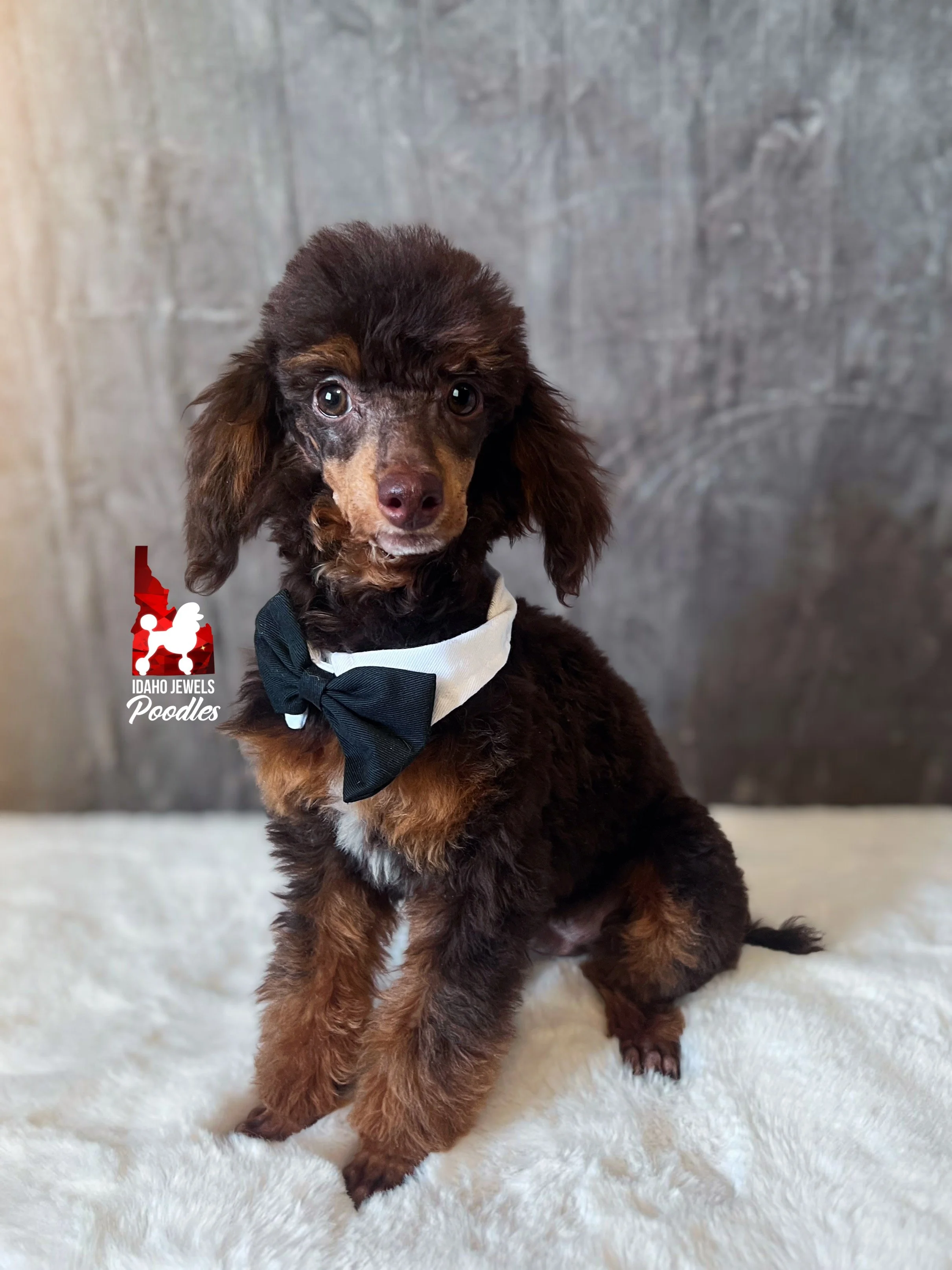 Ace - 20 wks (2) .jpg