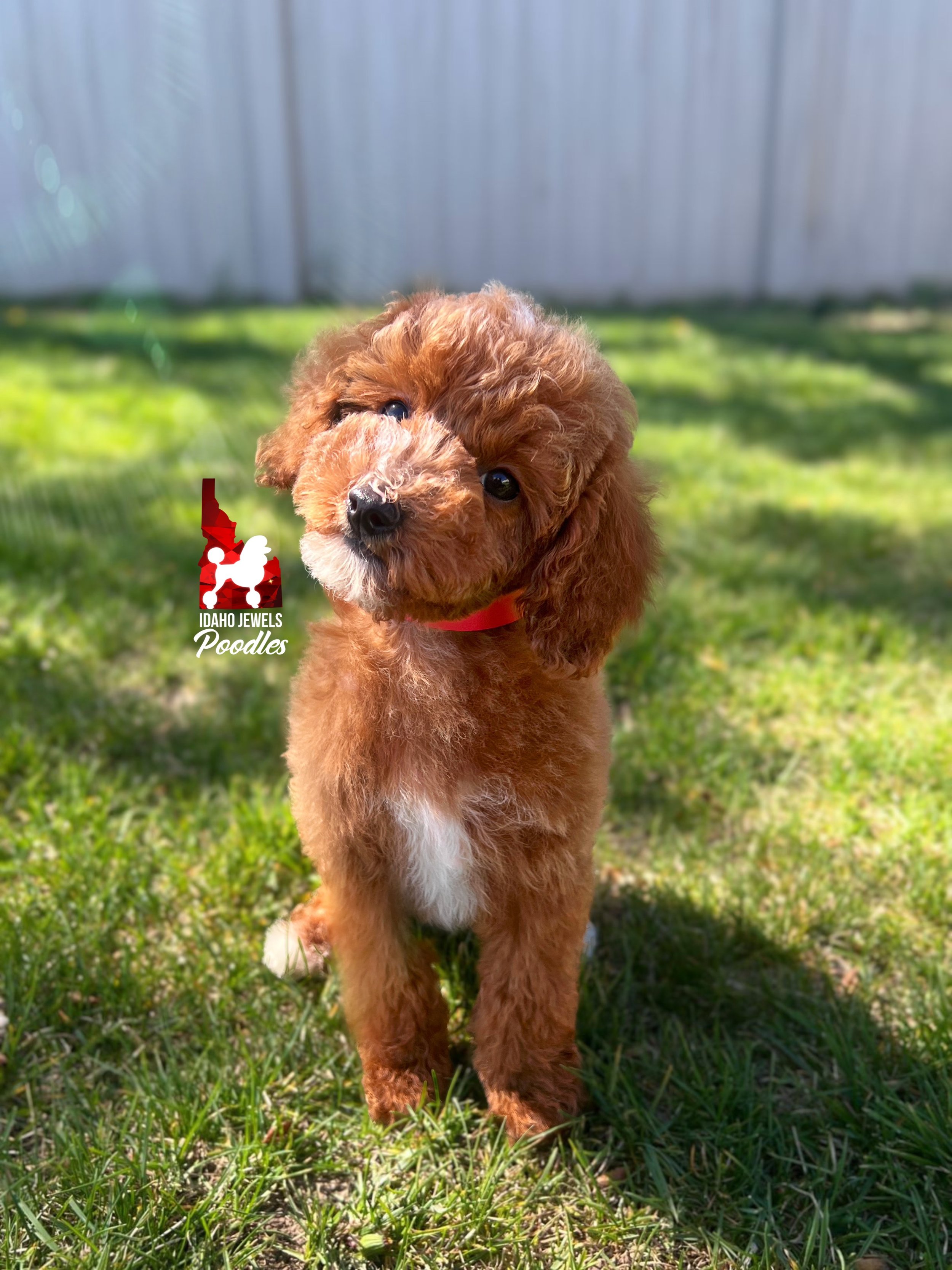 Lincoln - 12 wks.jpg