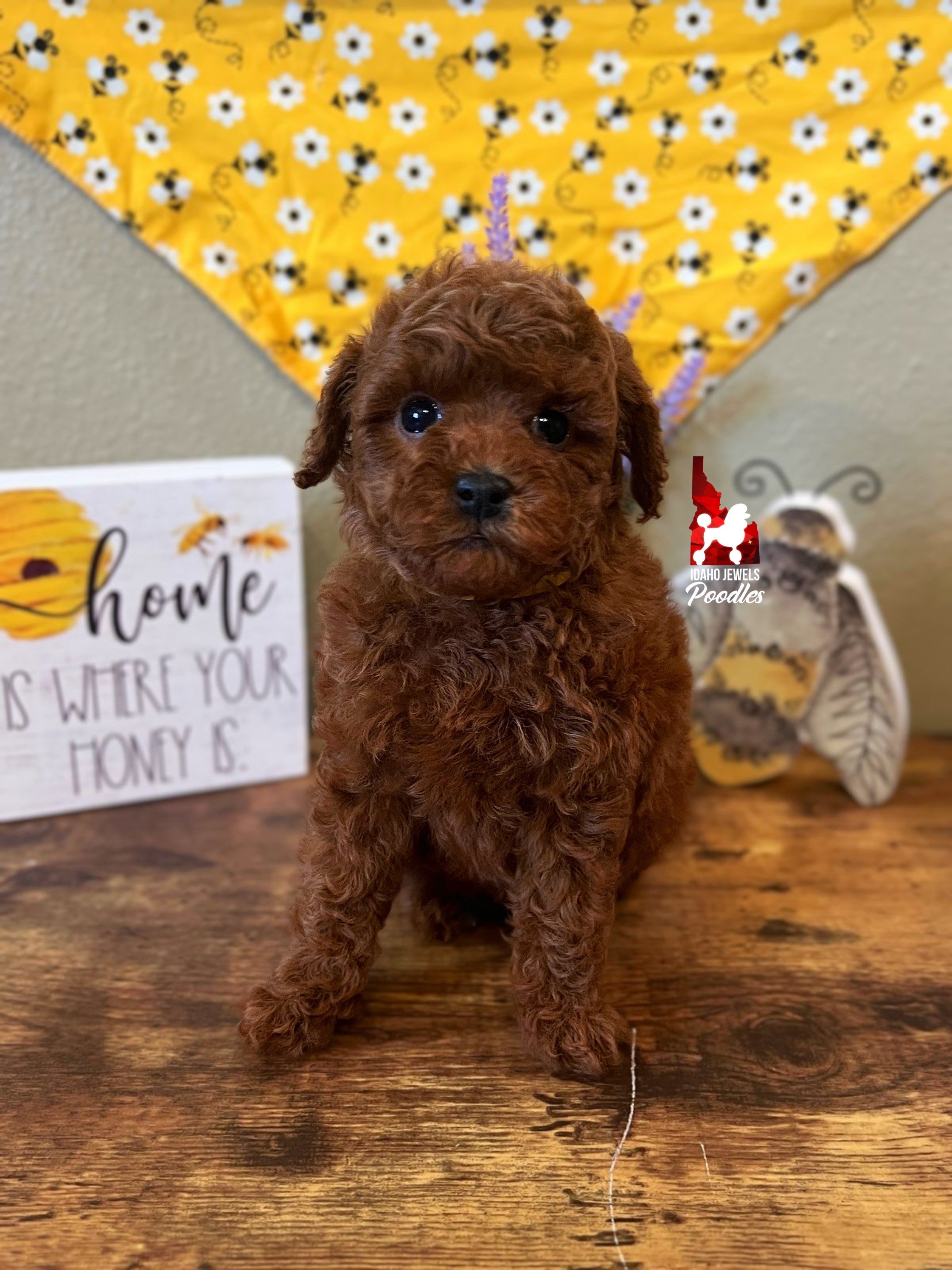 Sparkle - 6 wks.jpeg
