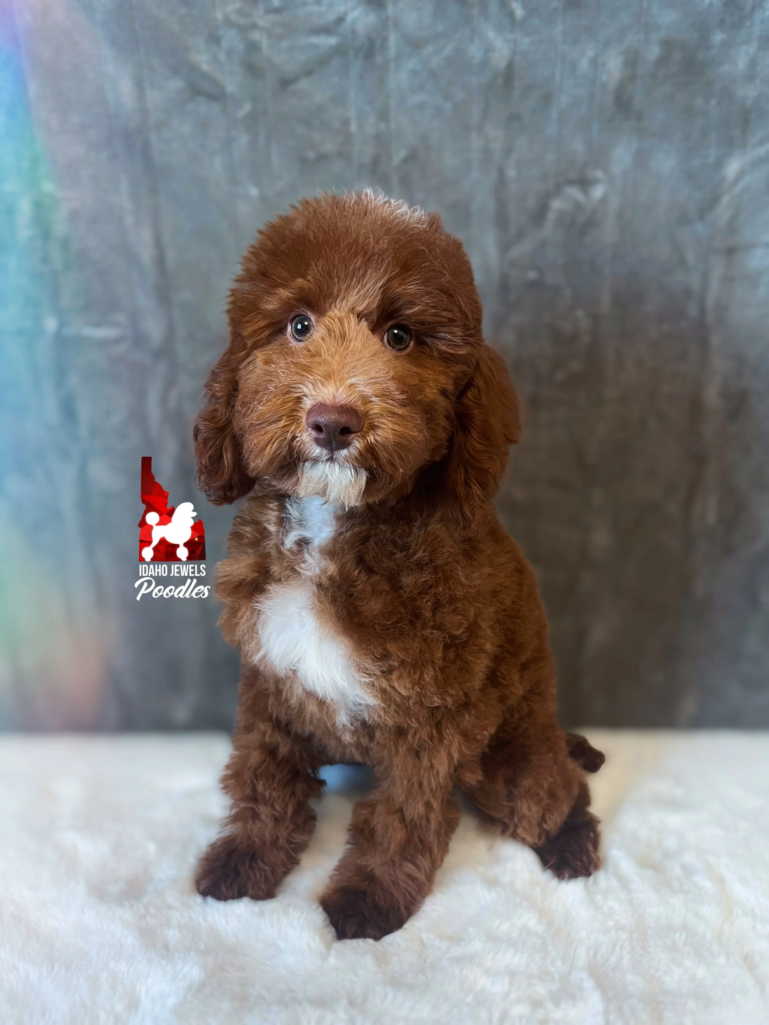 Tommy - 16 wks-1.jpg