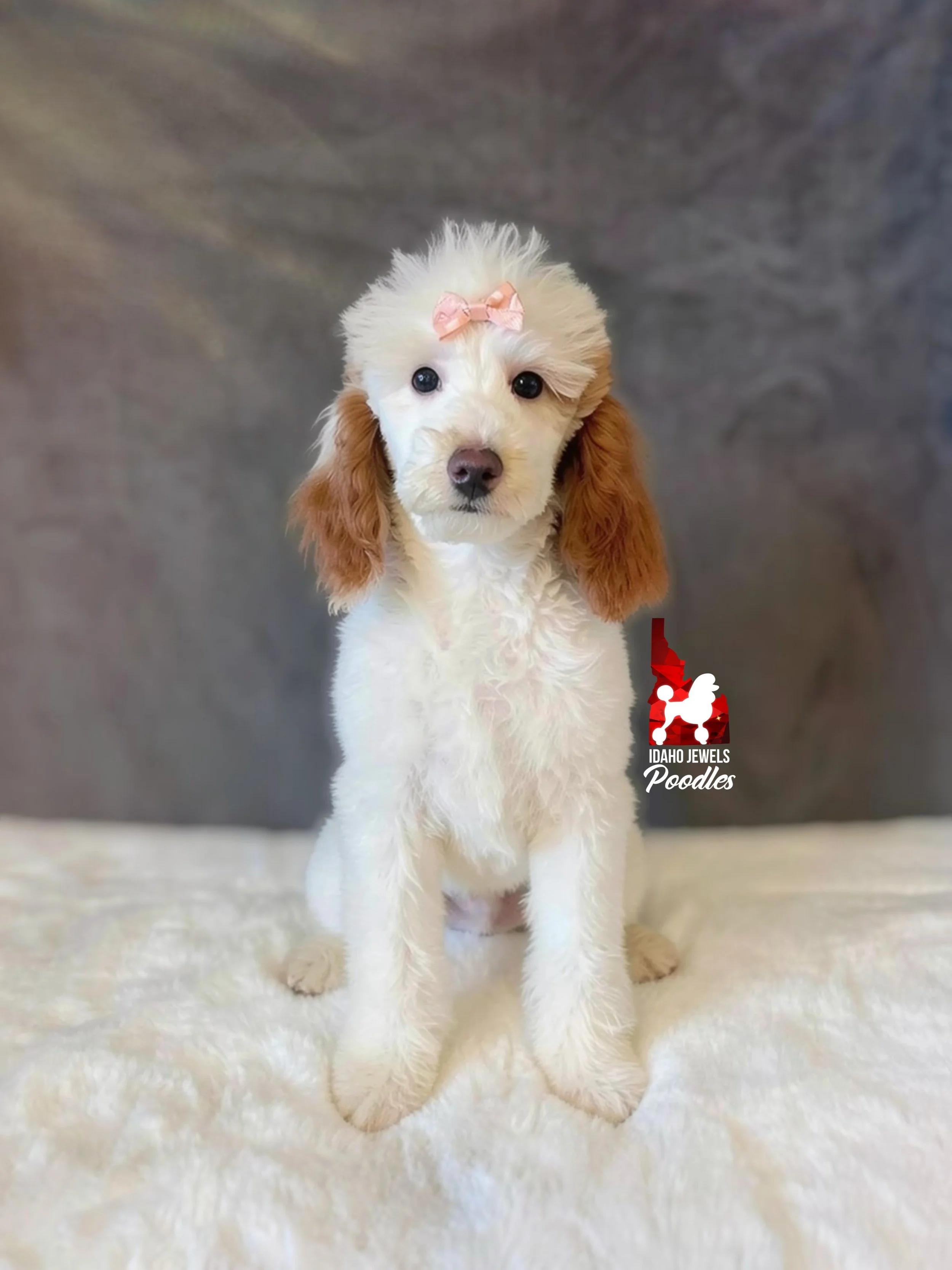 Nala, Red Parti Mini Poodle Girl~ Breeder or Pet