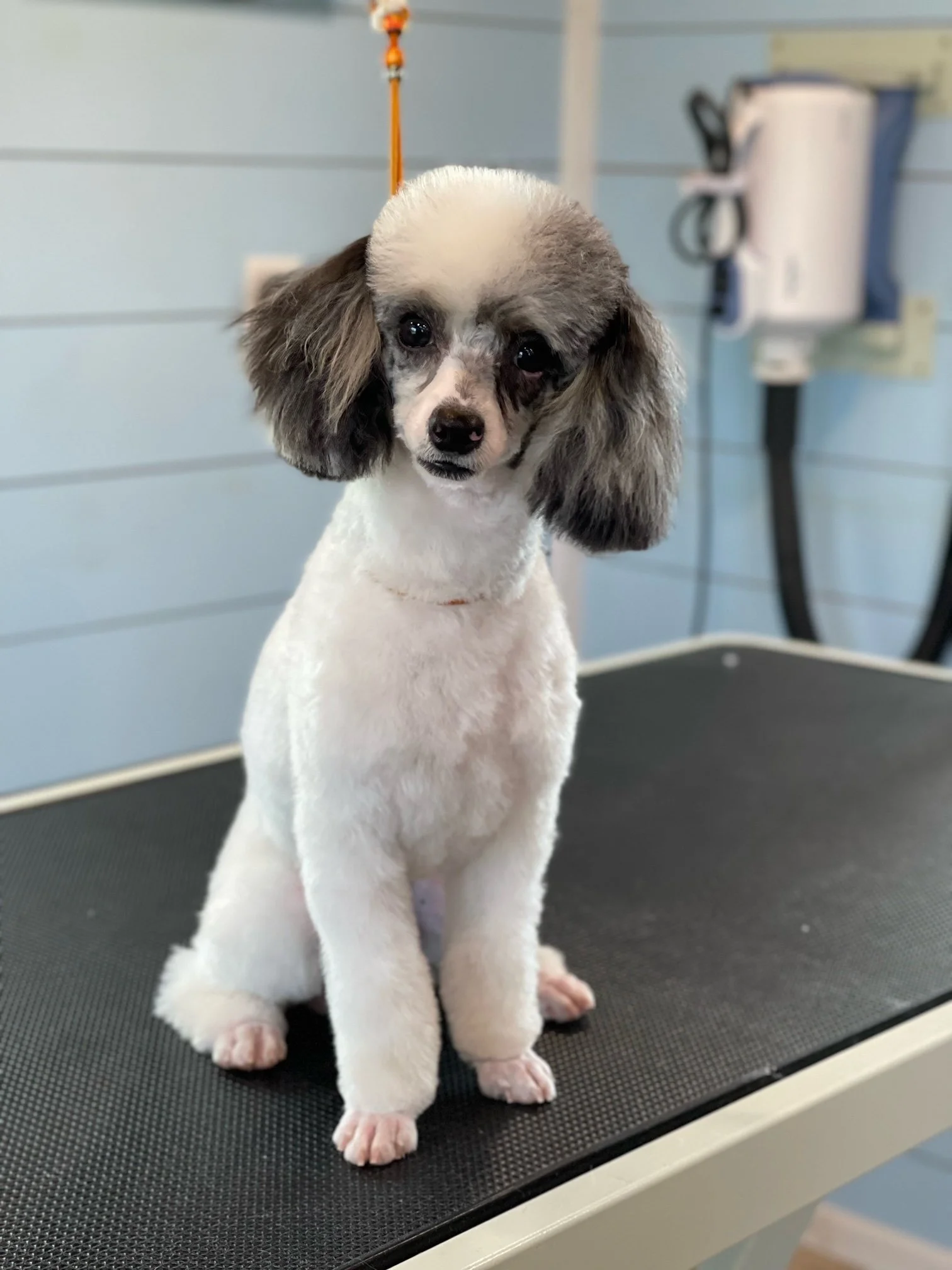 Gabrielle Pegasus Pierre.jpeg