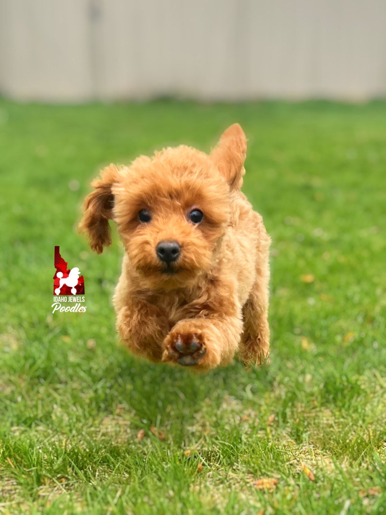 Teddy - 16 wks (1).jpeg