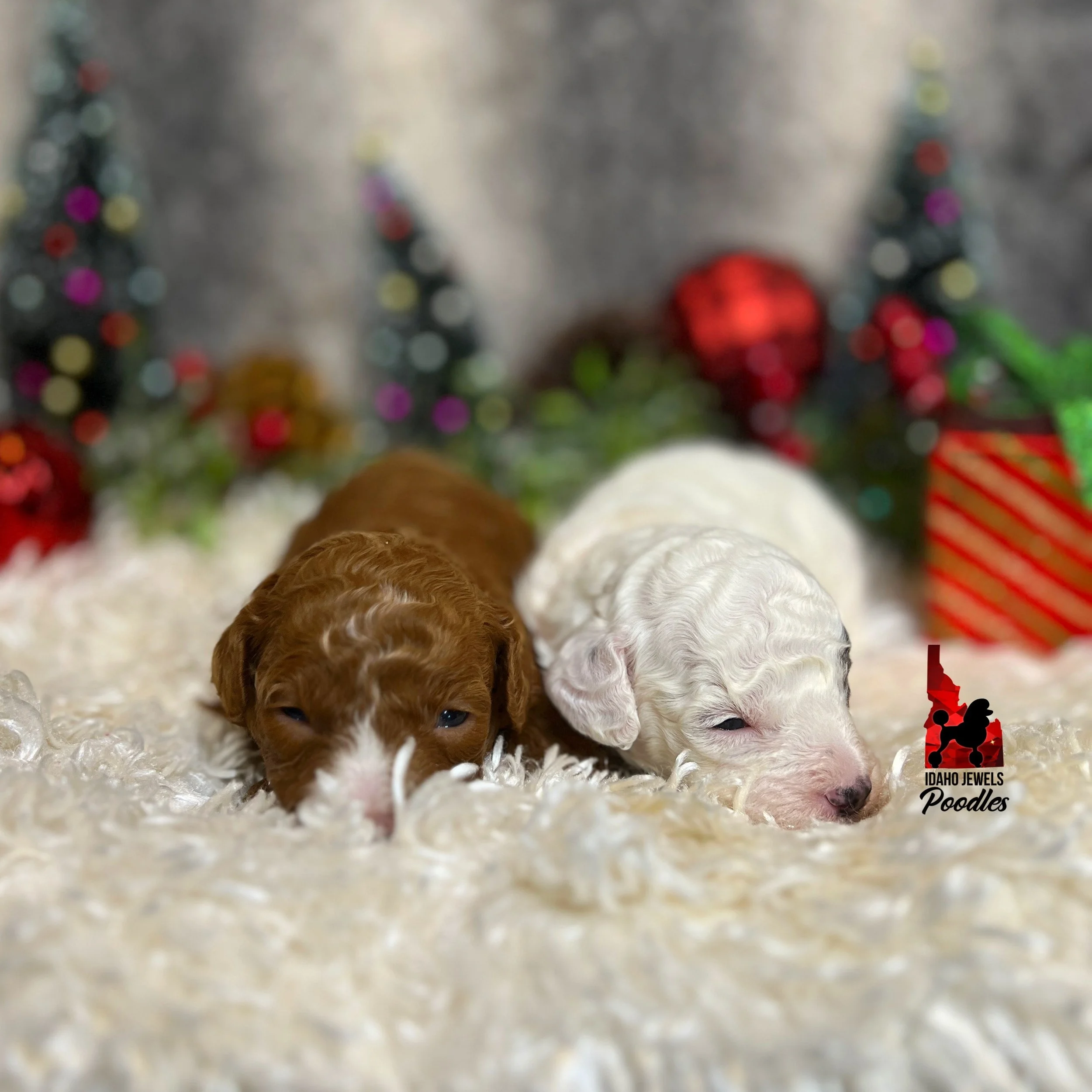 Bella Durango F23 Litter 2 wk.jpg