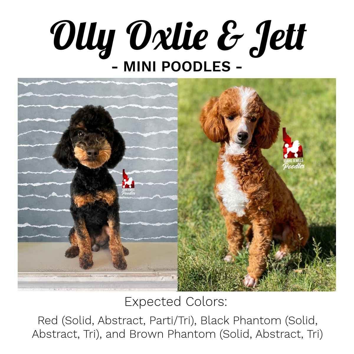 Litter Announcement - Oxlie Jett F25.png