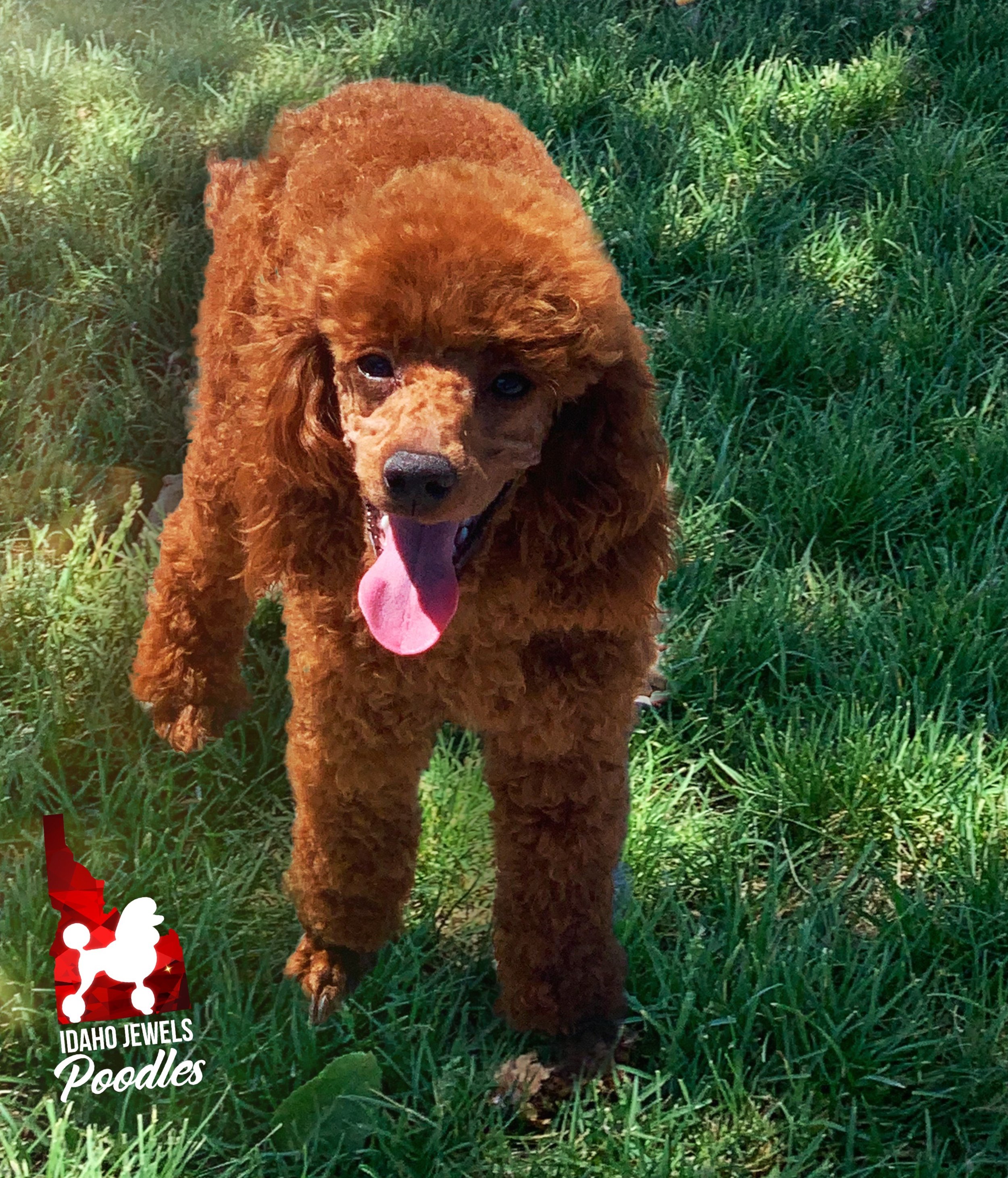 Idaho Jewels Poodles — (Retired) Meet Sugar