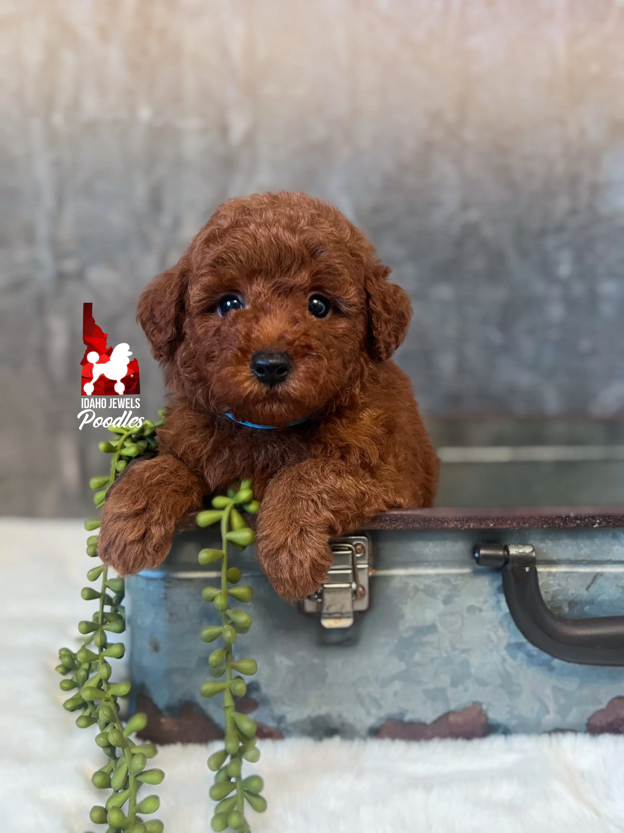 Asher - 6 wks-2.jpg
