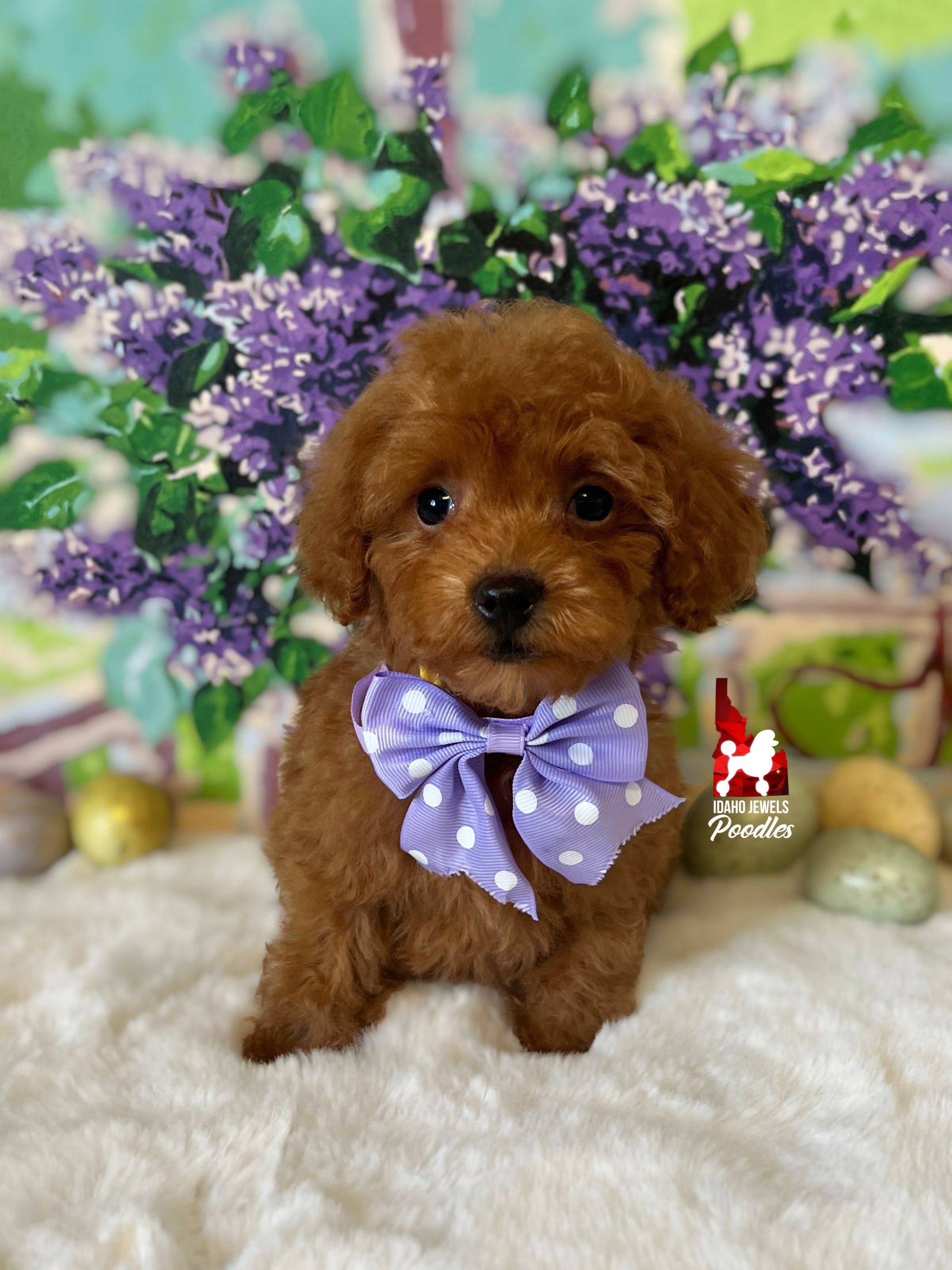 Reese - 10 wks (1).jpeg