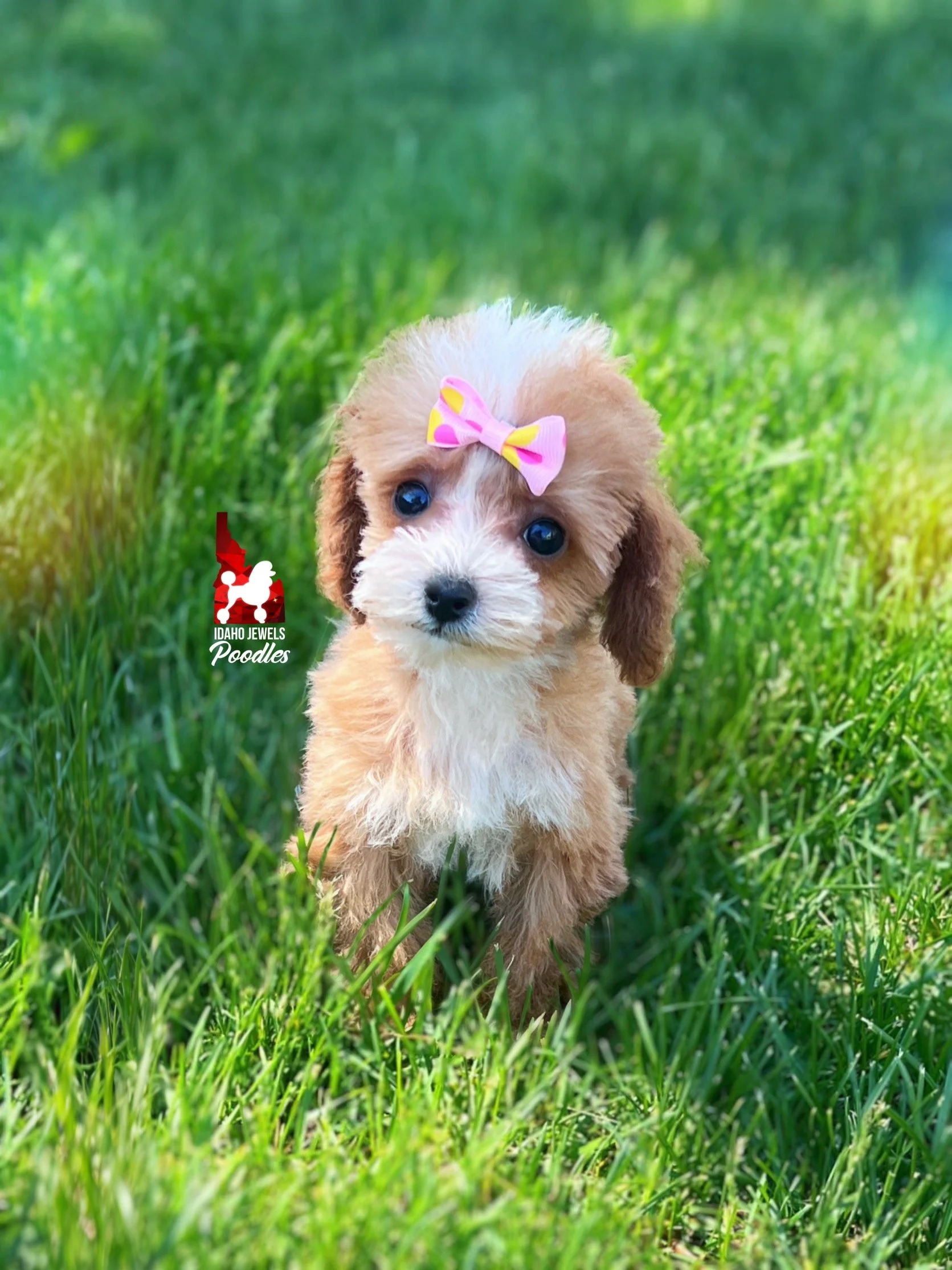Peach, Red w/ White "Teacup/Tiny Toy" Poodle Girl ~ Pet