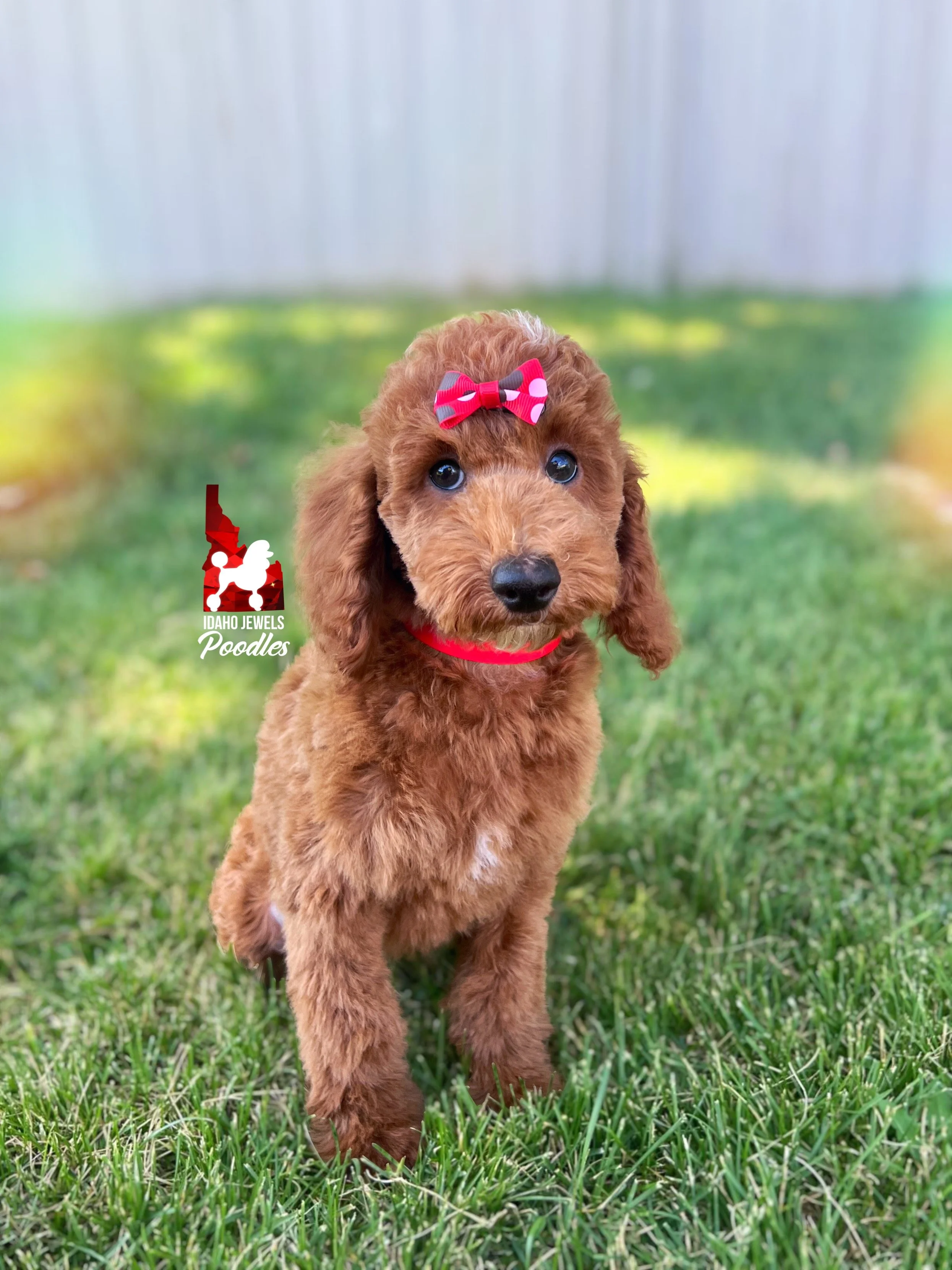 Audrey, Red Large Mini Poodle Girl~ Pet