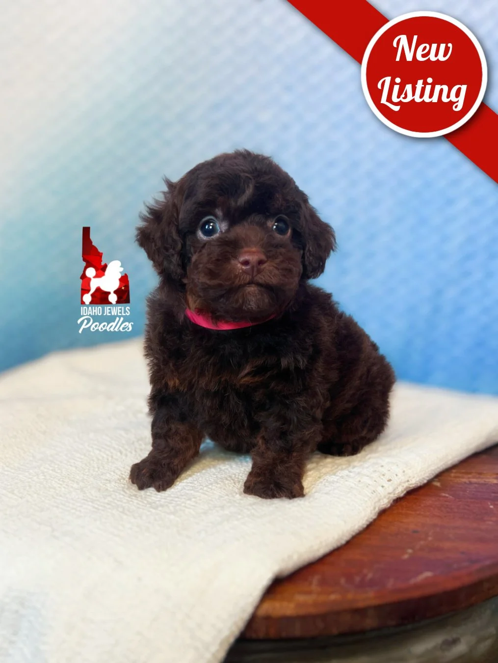 Copper, Brown Phantom "Tiny Toy" Poodle Boy~ Pet