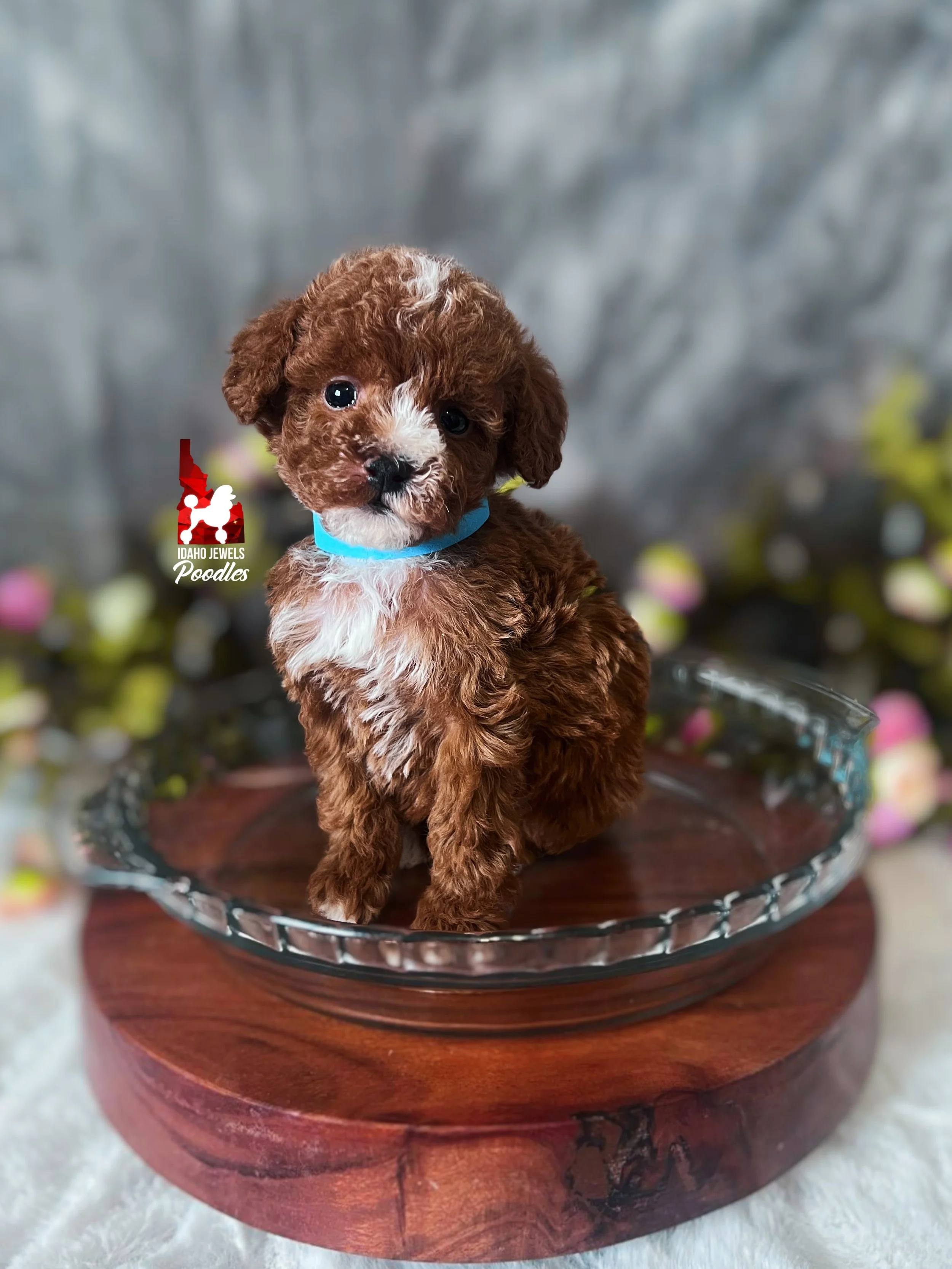 Blueberry - 6 wks-2.jpg