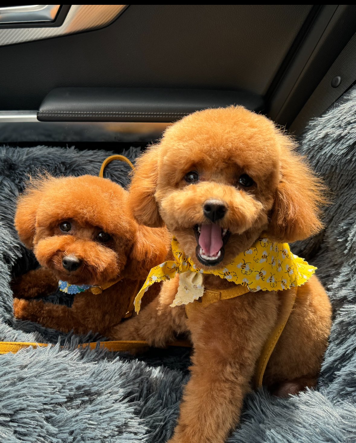 Hazel and Maple, 4.3.24.jpg