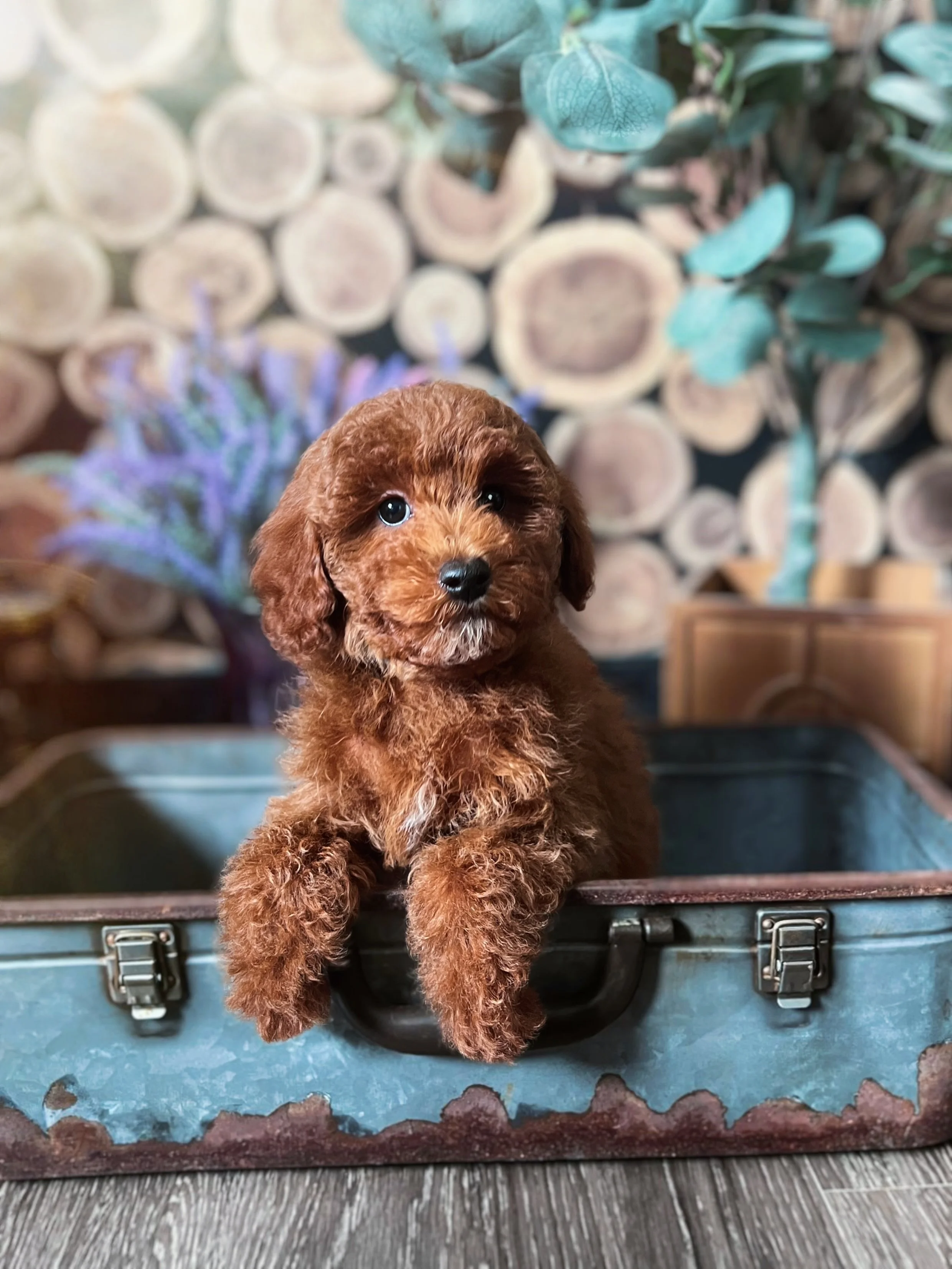 Maple - 10 wks-2.jpg