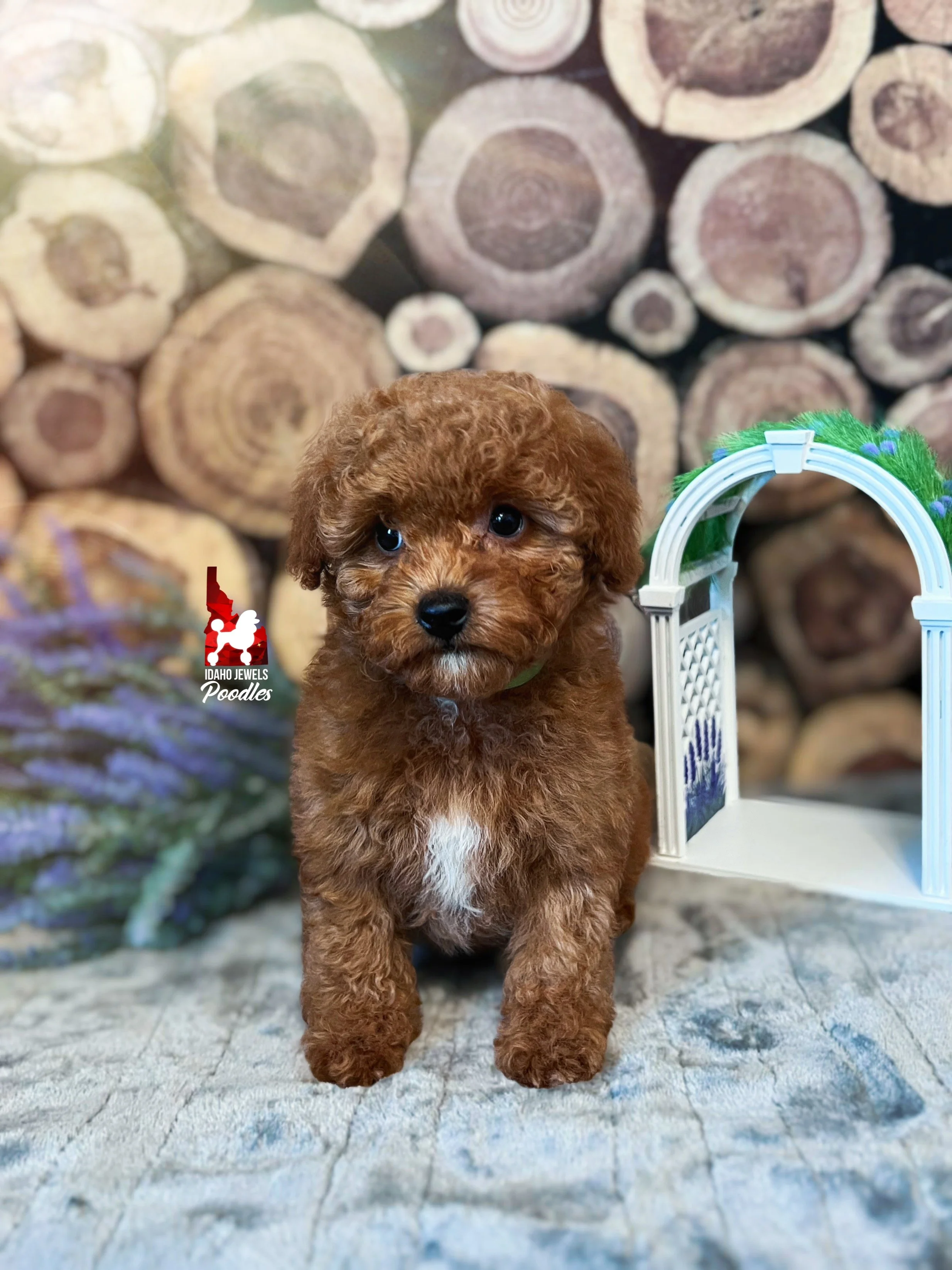 Zinnia - 8 wks.jpg