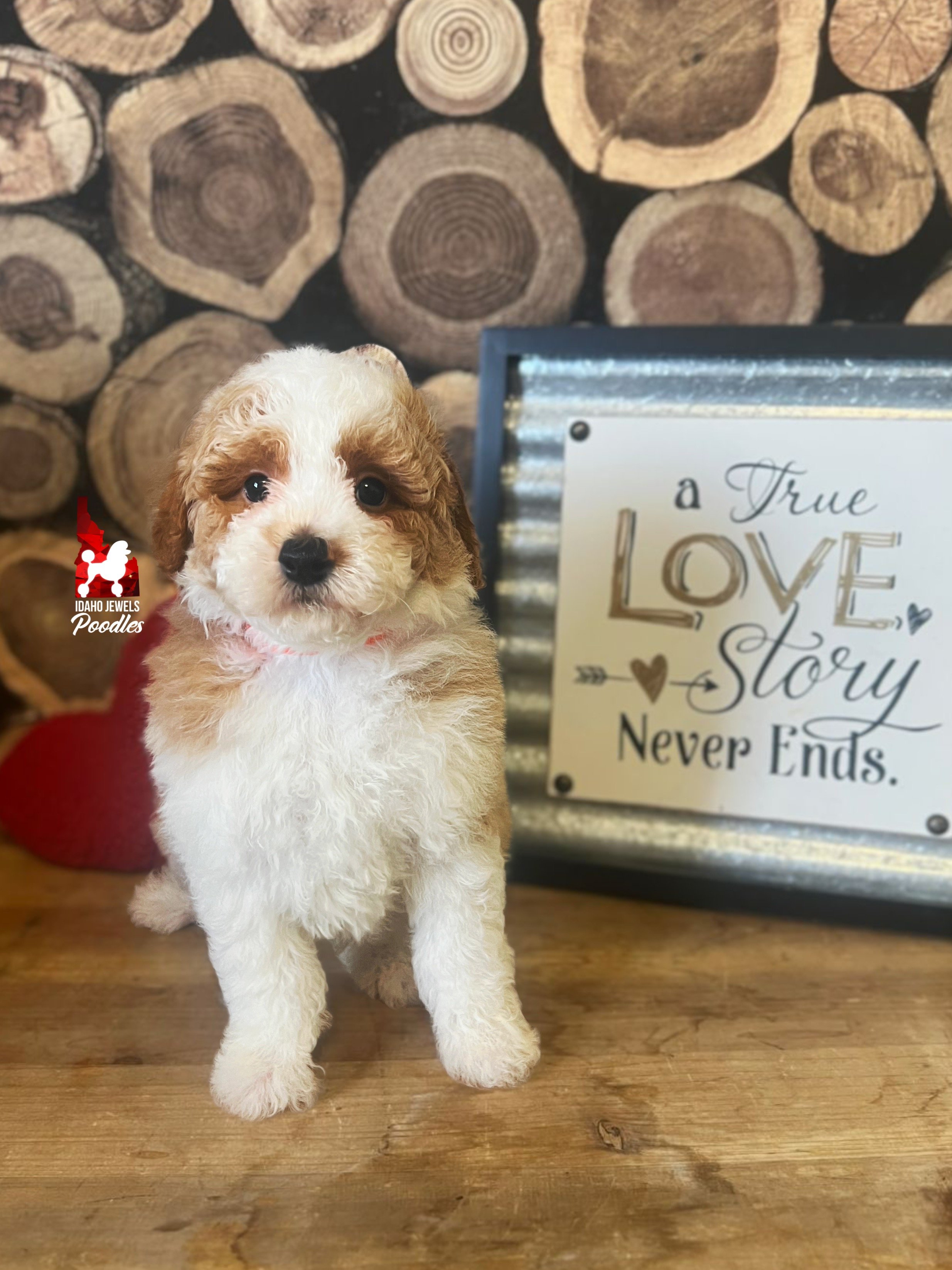 Dice, Red Parti (Hidden Phantom) Mini Poodle Boy ~ Pet