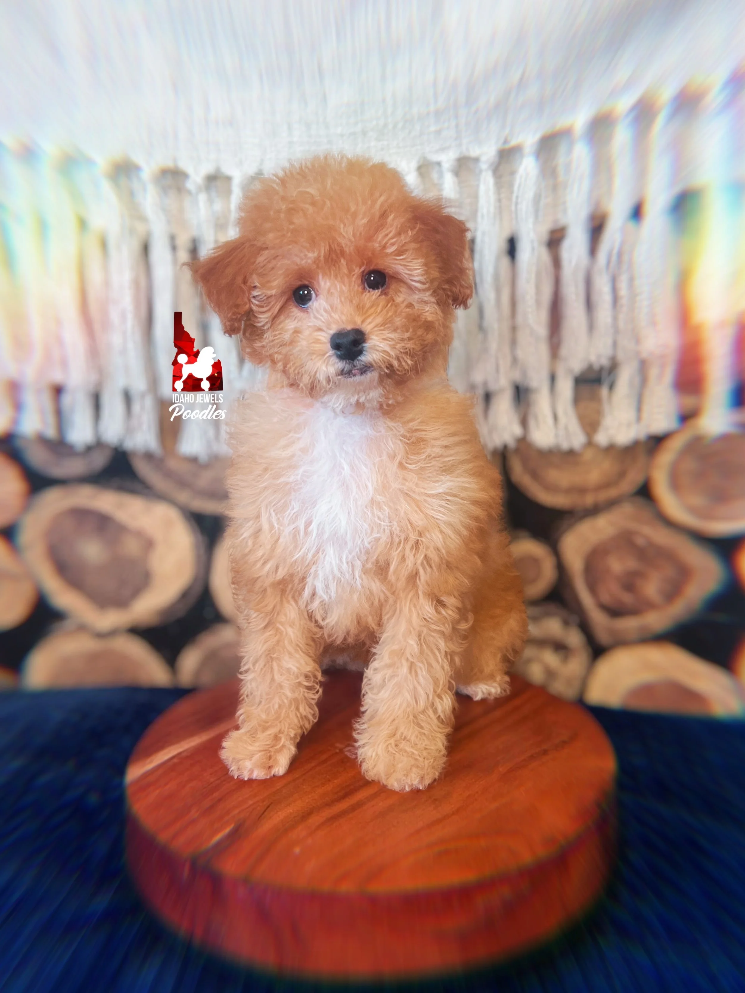 Cascade, Red/Apricot w/ White Small Mini Poodle Girl~ Pet
