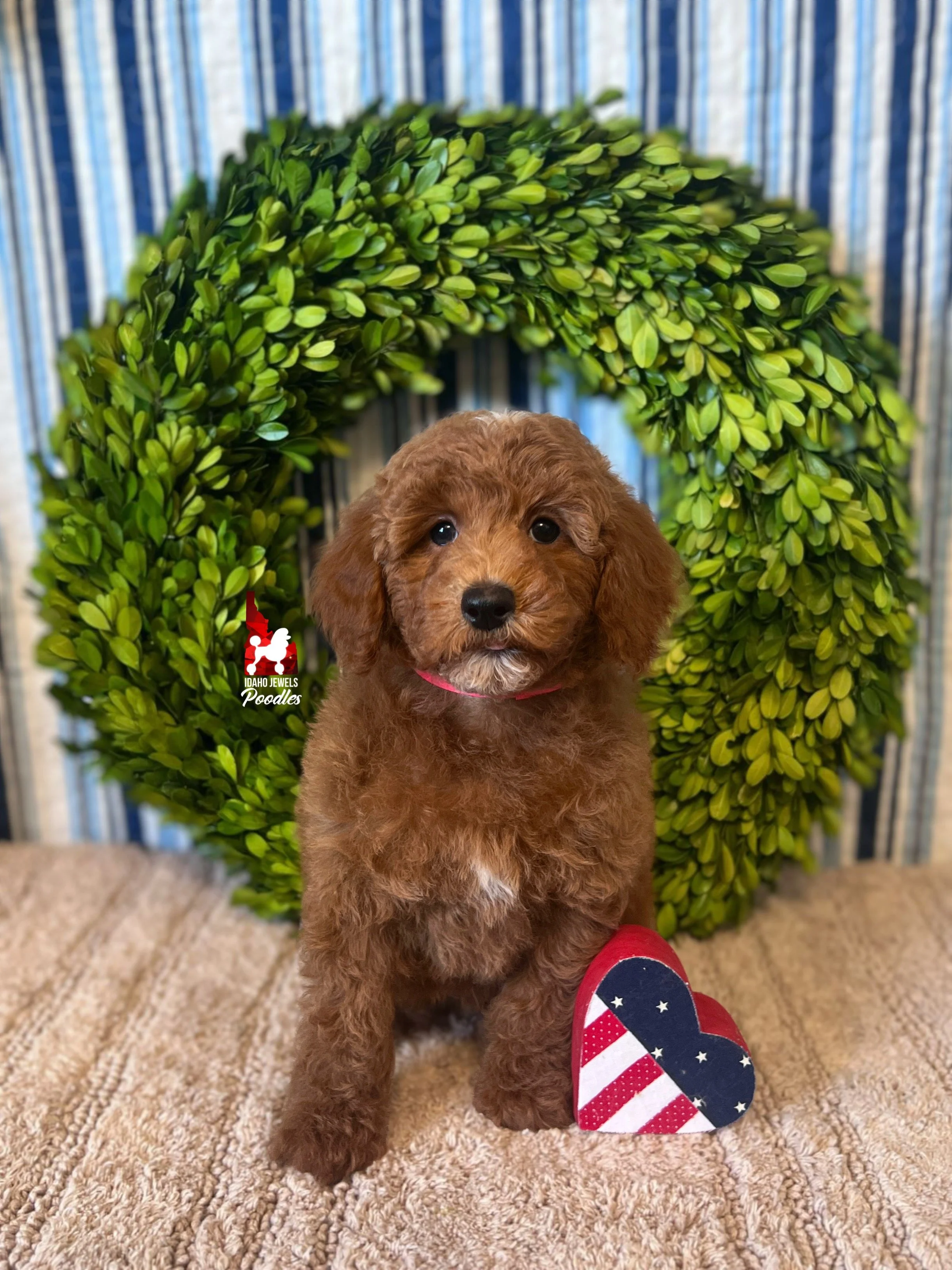 Audrey - 8 wks-2.jpg