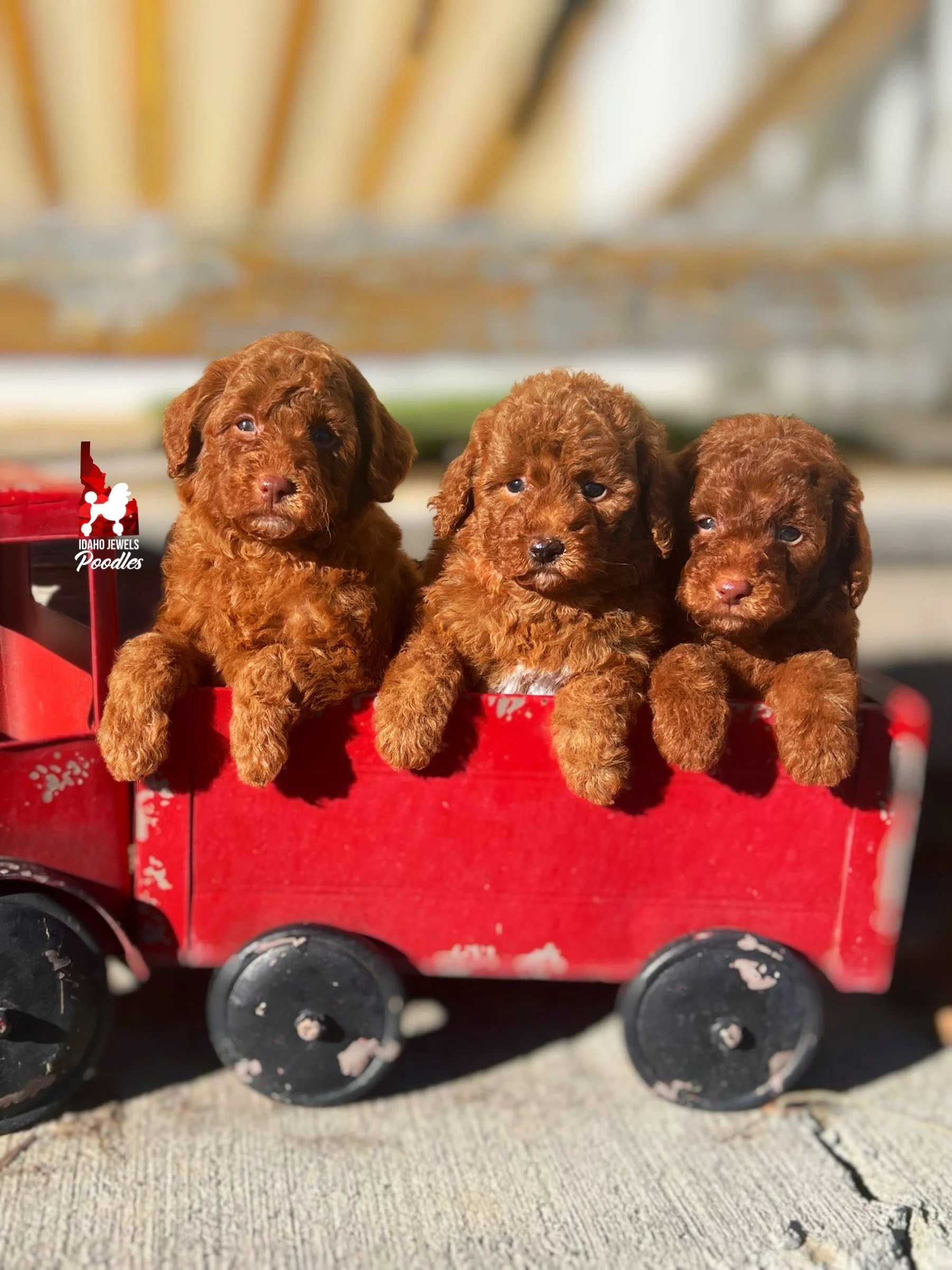 Mai Mai.Toodles F25 Litter.jpeg (Copy)