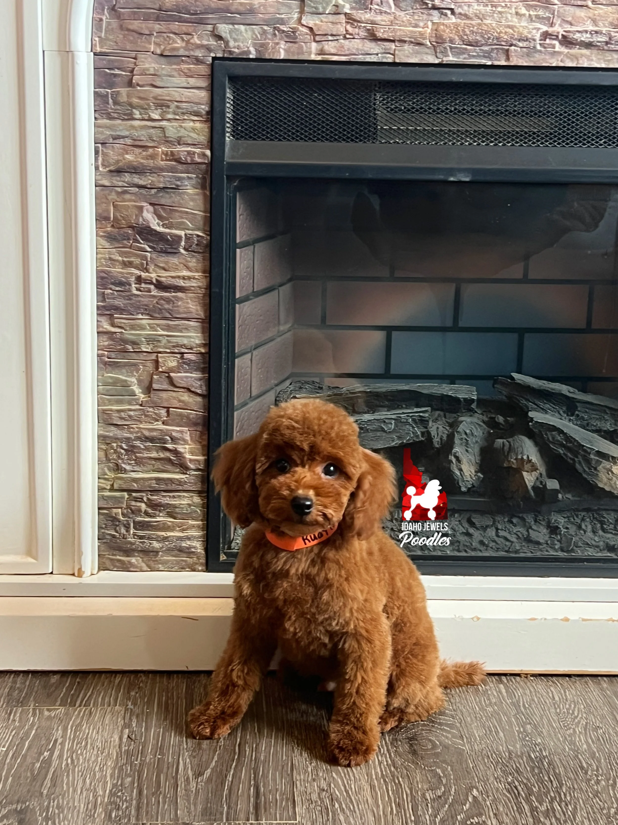 Rudy - 12 wks (3).jpg