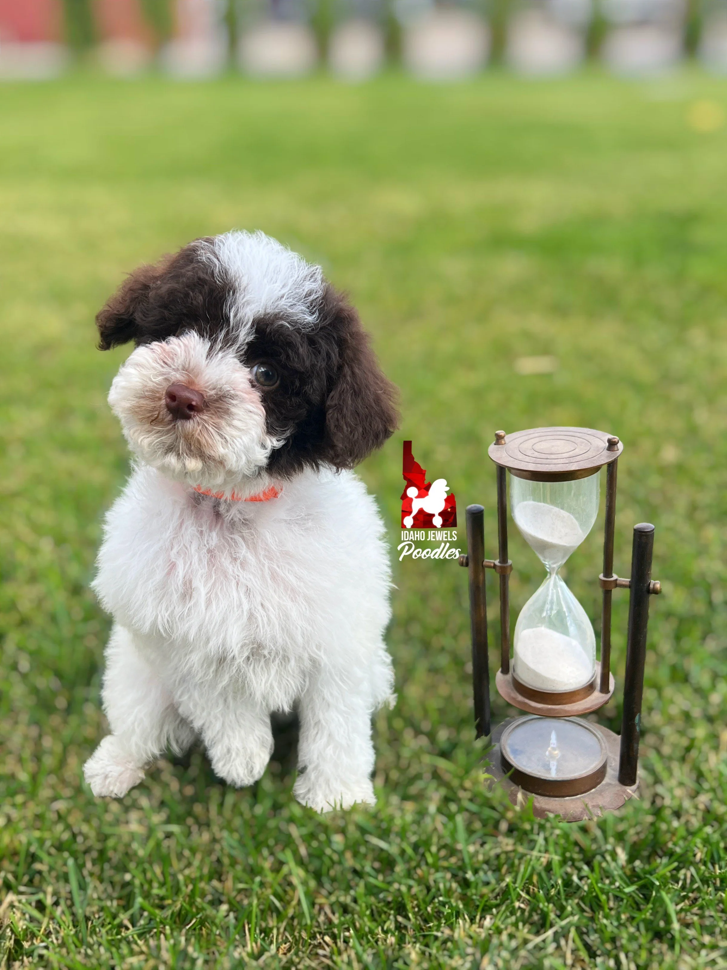Nico - 10 wks.jpeg