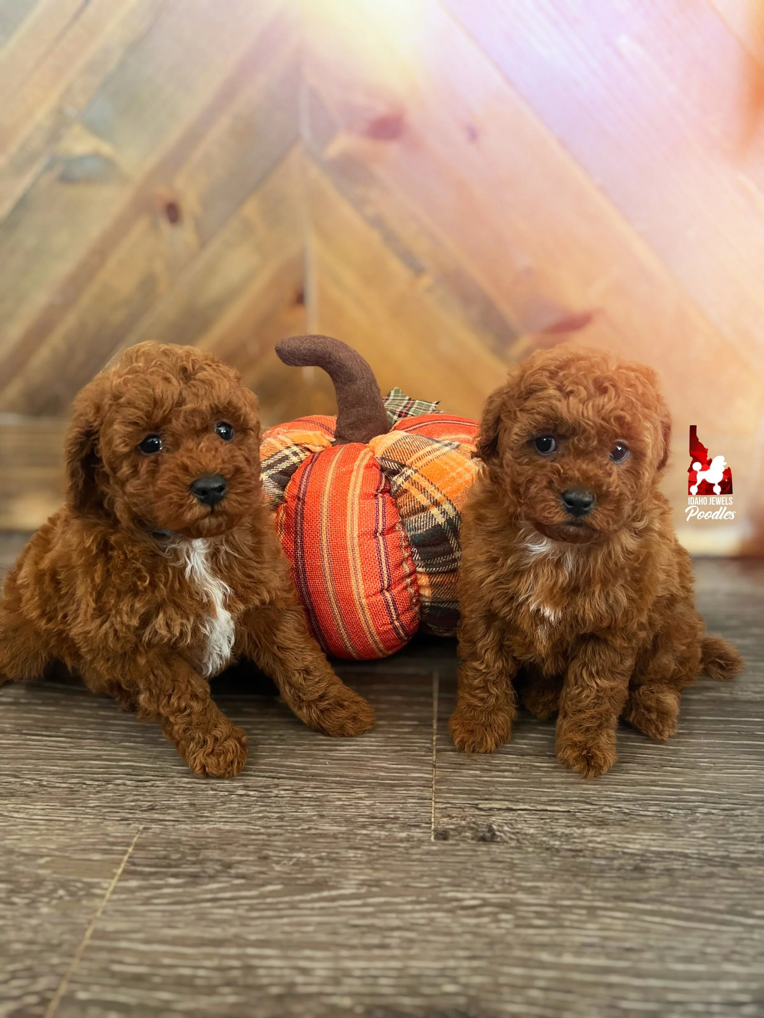 Zelda S25 Litter - 6 wks.jpeg