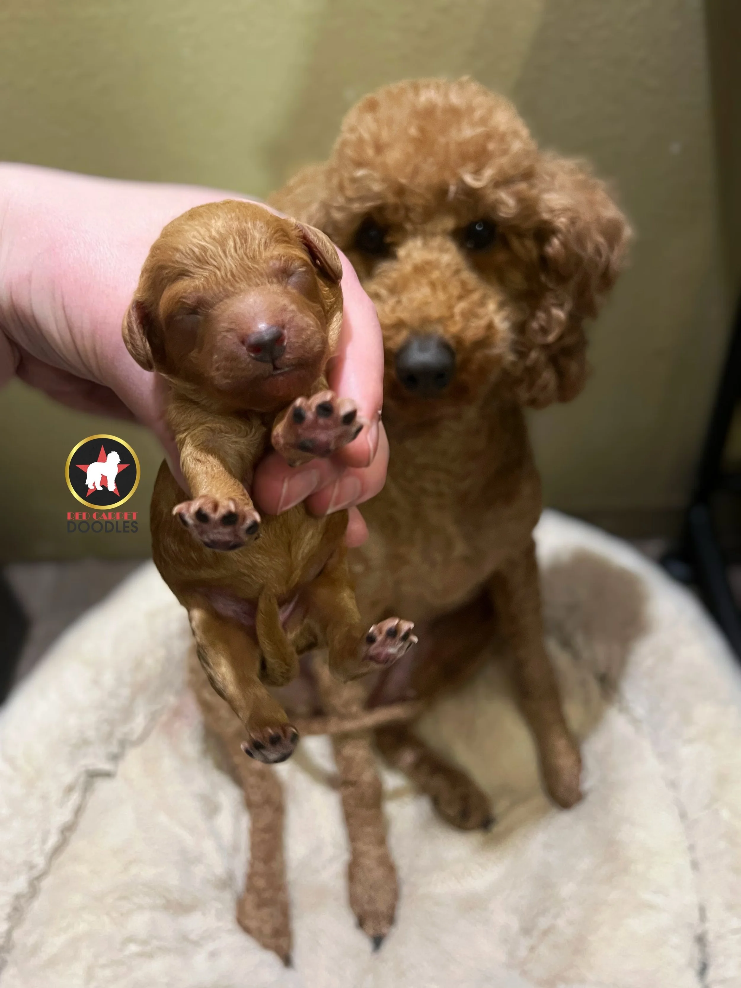 Ruby - 1 day old, Newborn  (3).jpg