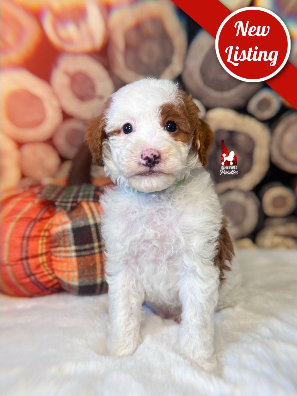 Curry, Dark Red Parti Small Moyen Poodle Boy~ Pet