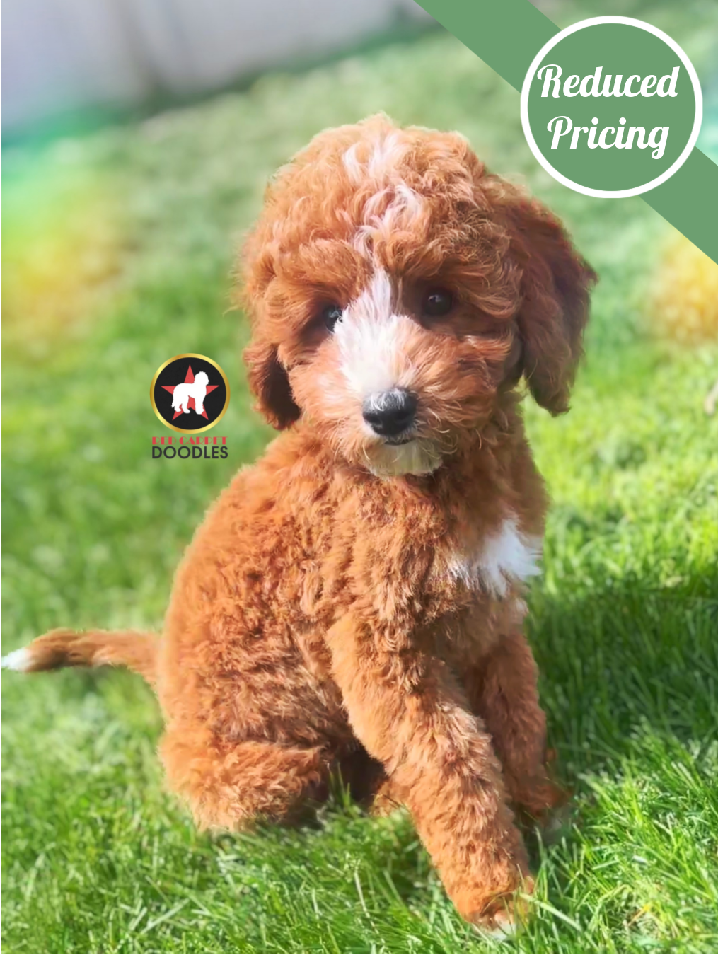 Flint, Red w/ White Cavapoo Boy