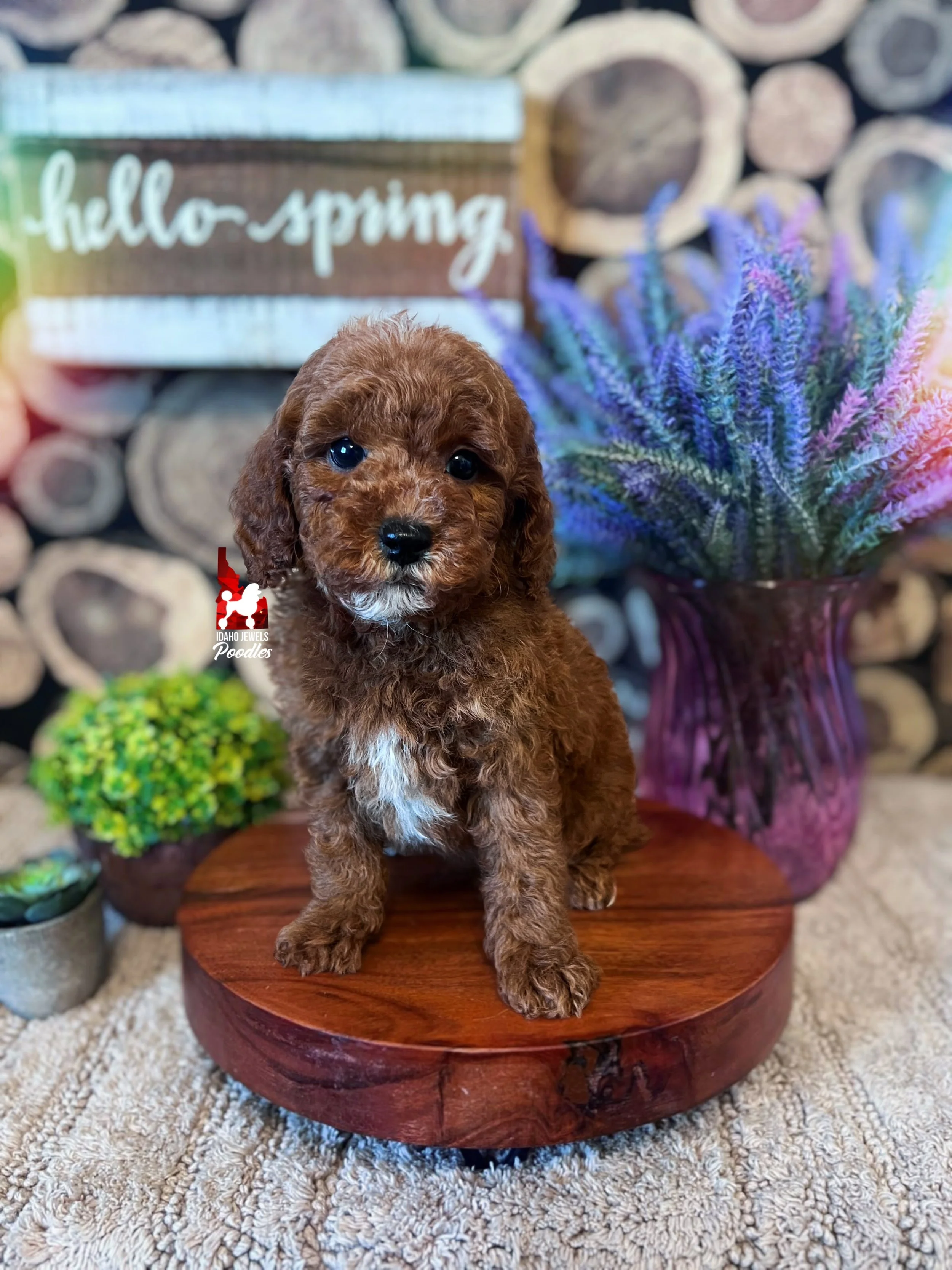 Hudson, Red with White Markings Mini Poodle Boy~ Breeder or Pet