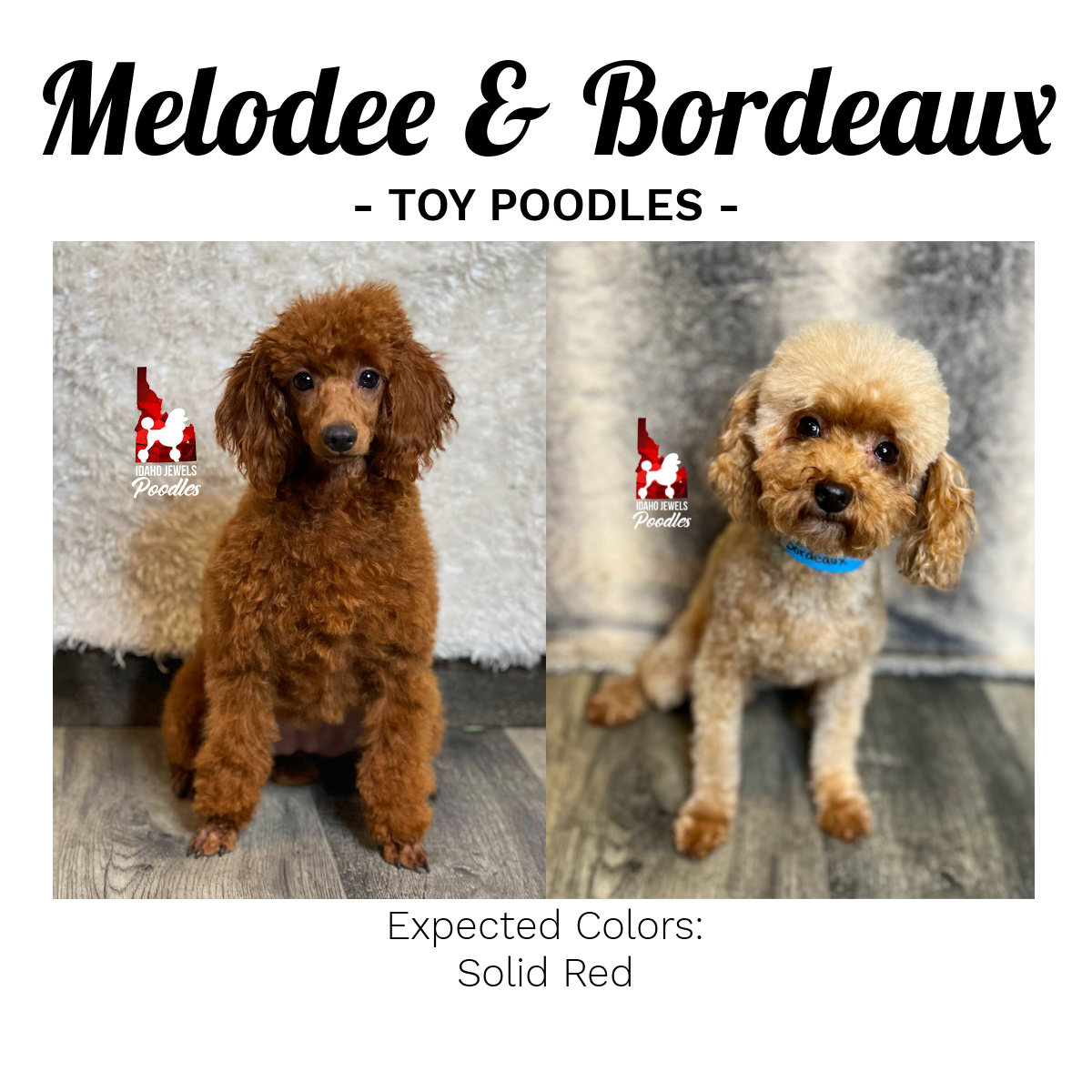 Litter Announcement Melodee.Bordeaux.png