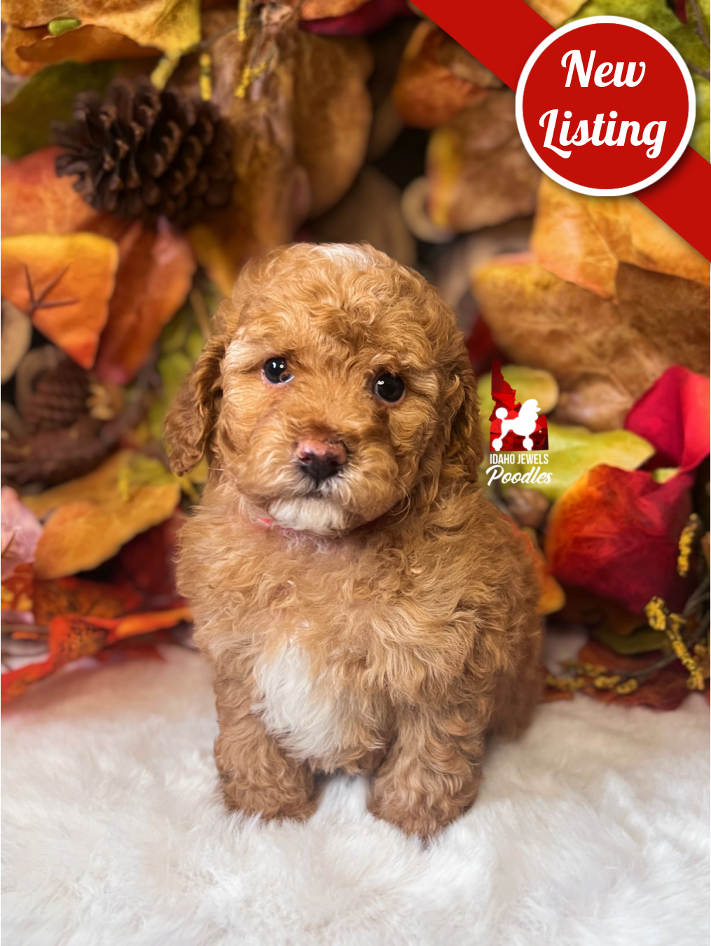 Reese, Red/Apricot w/ White Small Mini Poodle Boy~ Breeder or Pet