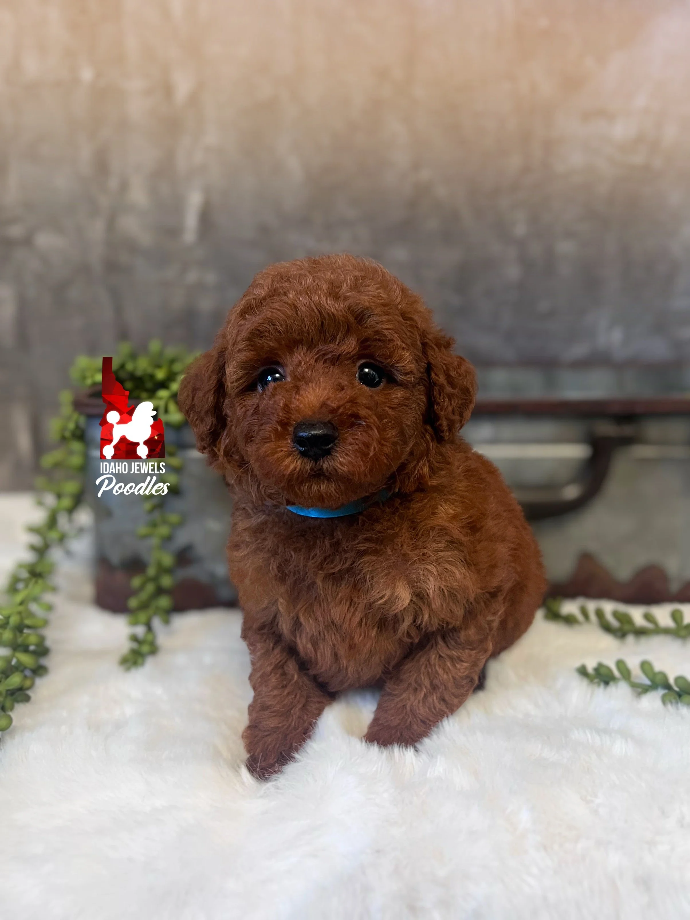 Asher - 6 wks-1.jpg