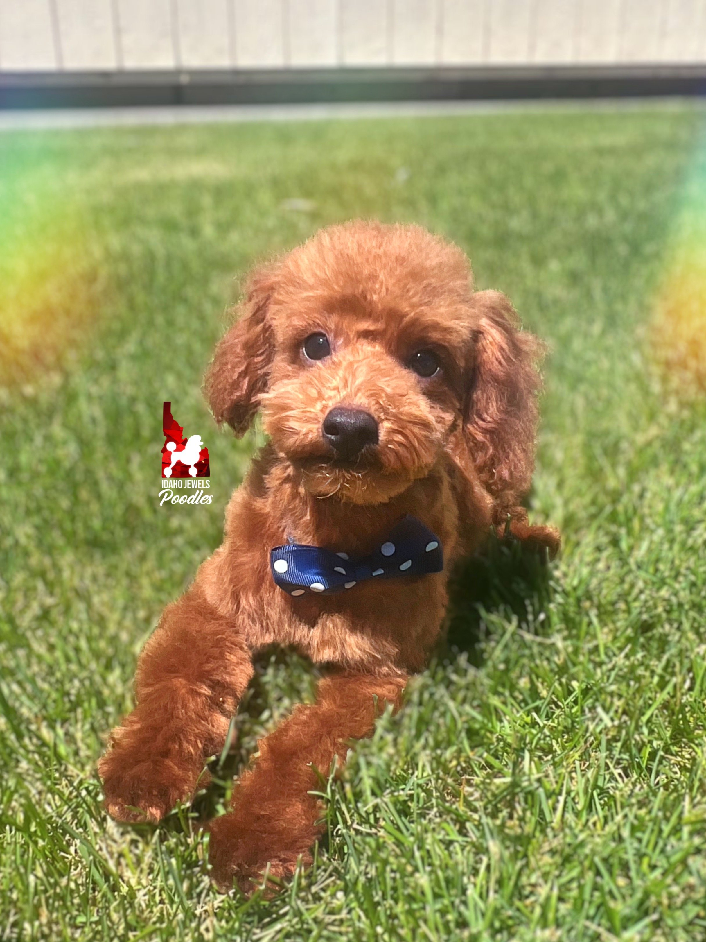 Balto - 20 wks-2.jpg