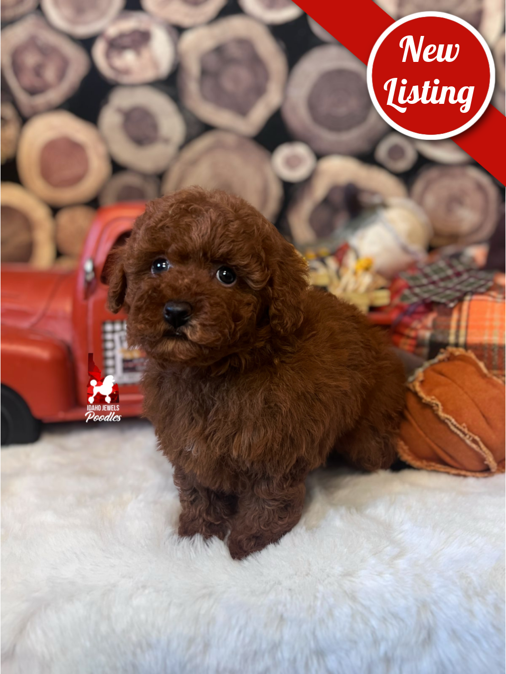 Rodeo, Dark Red Small Mini Poodle Boy~ Pet