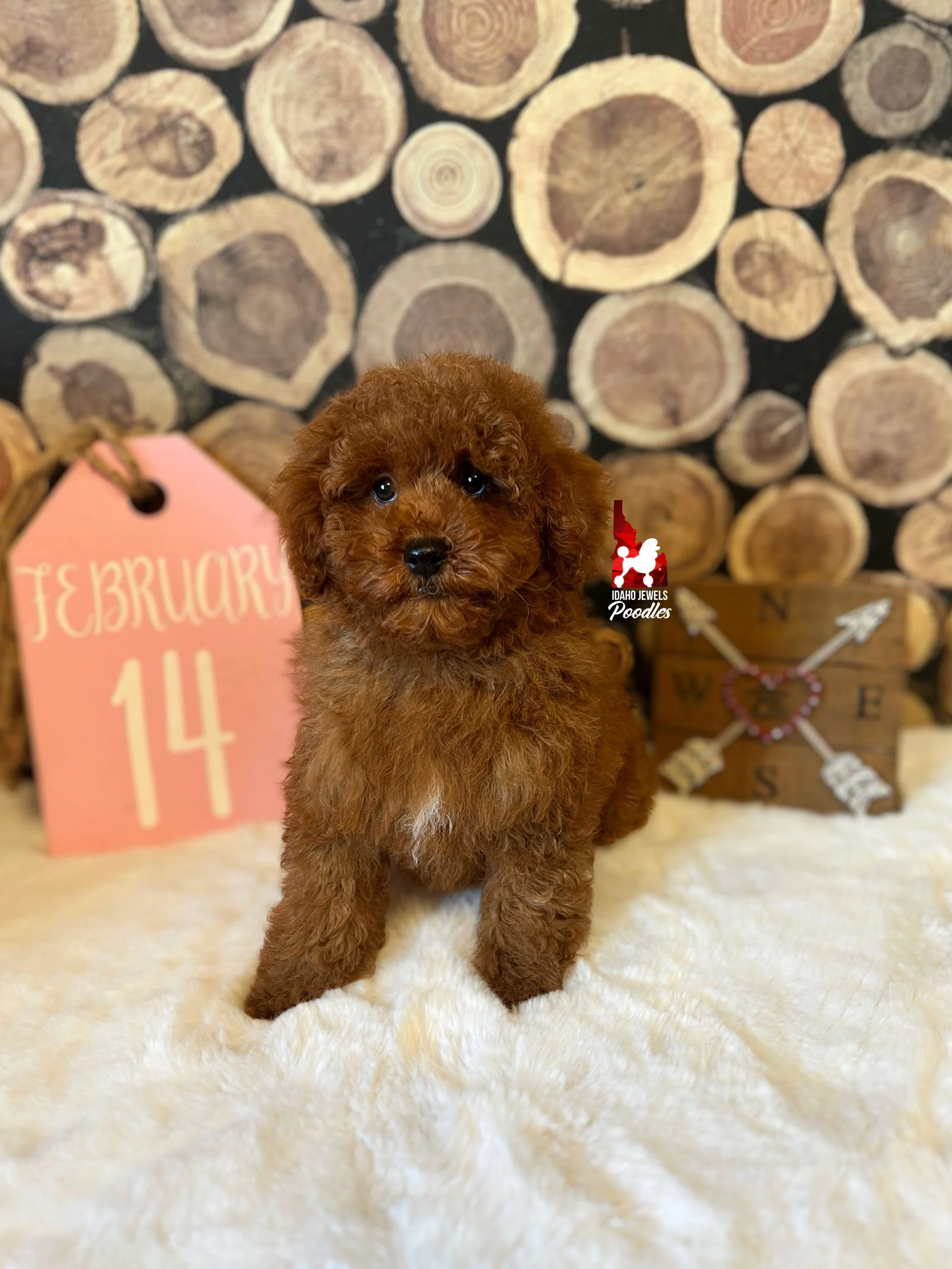 Boise, Dark Red w/ White Markings Mini Poodle Boy~ Pet