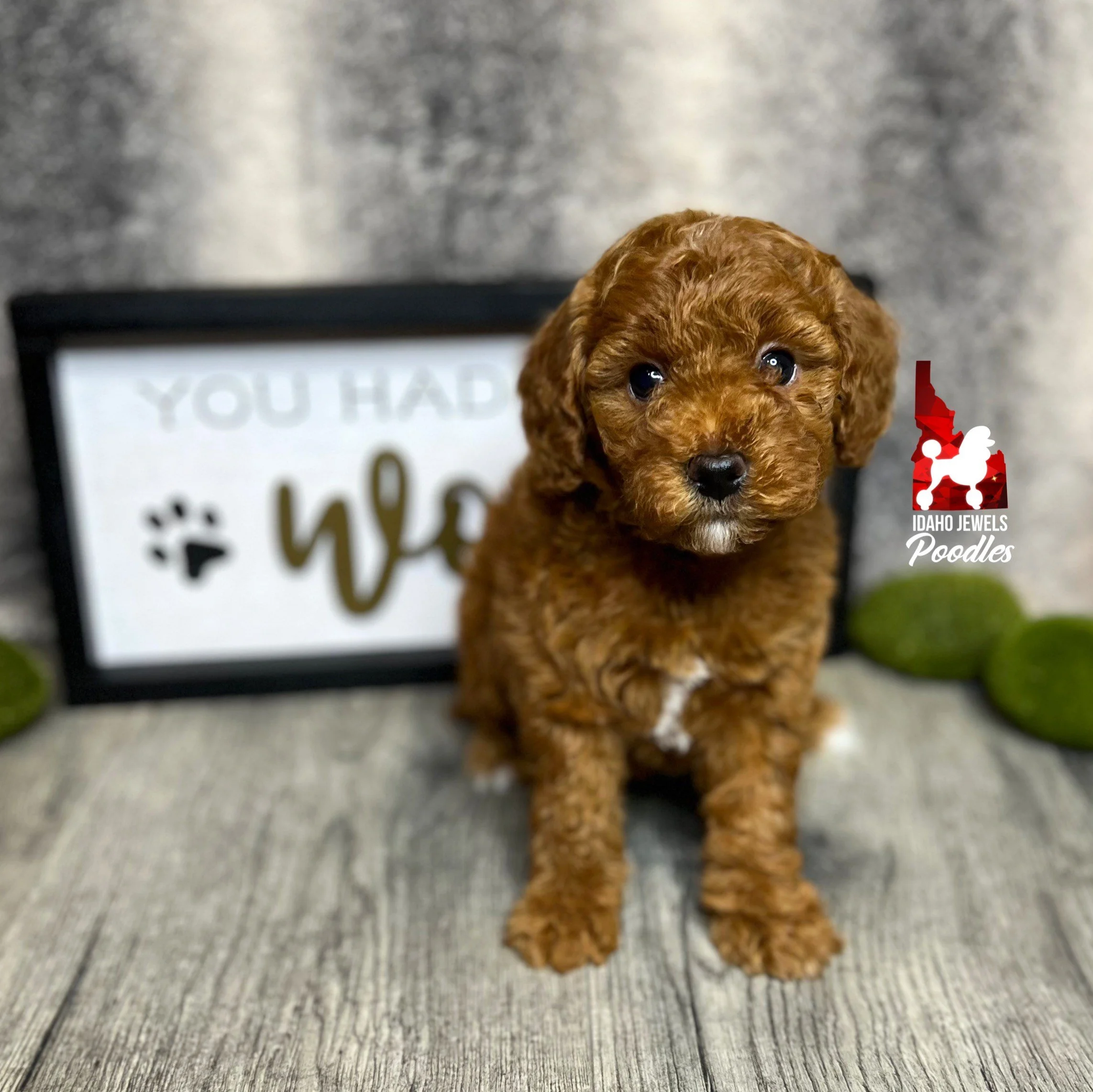 Vanilla - 6 wks (1).jpg