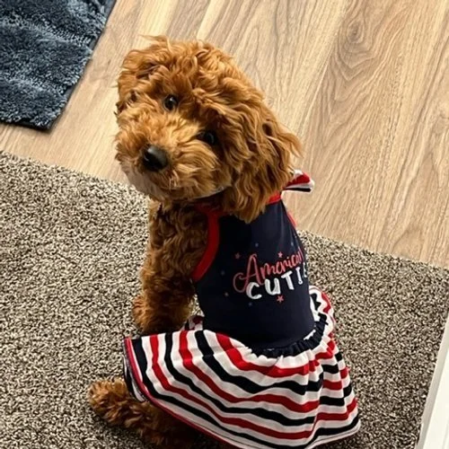 Junebug.Dodger Lady now owned by Shannon Dewar.jpg