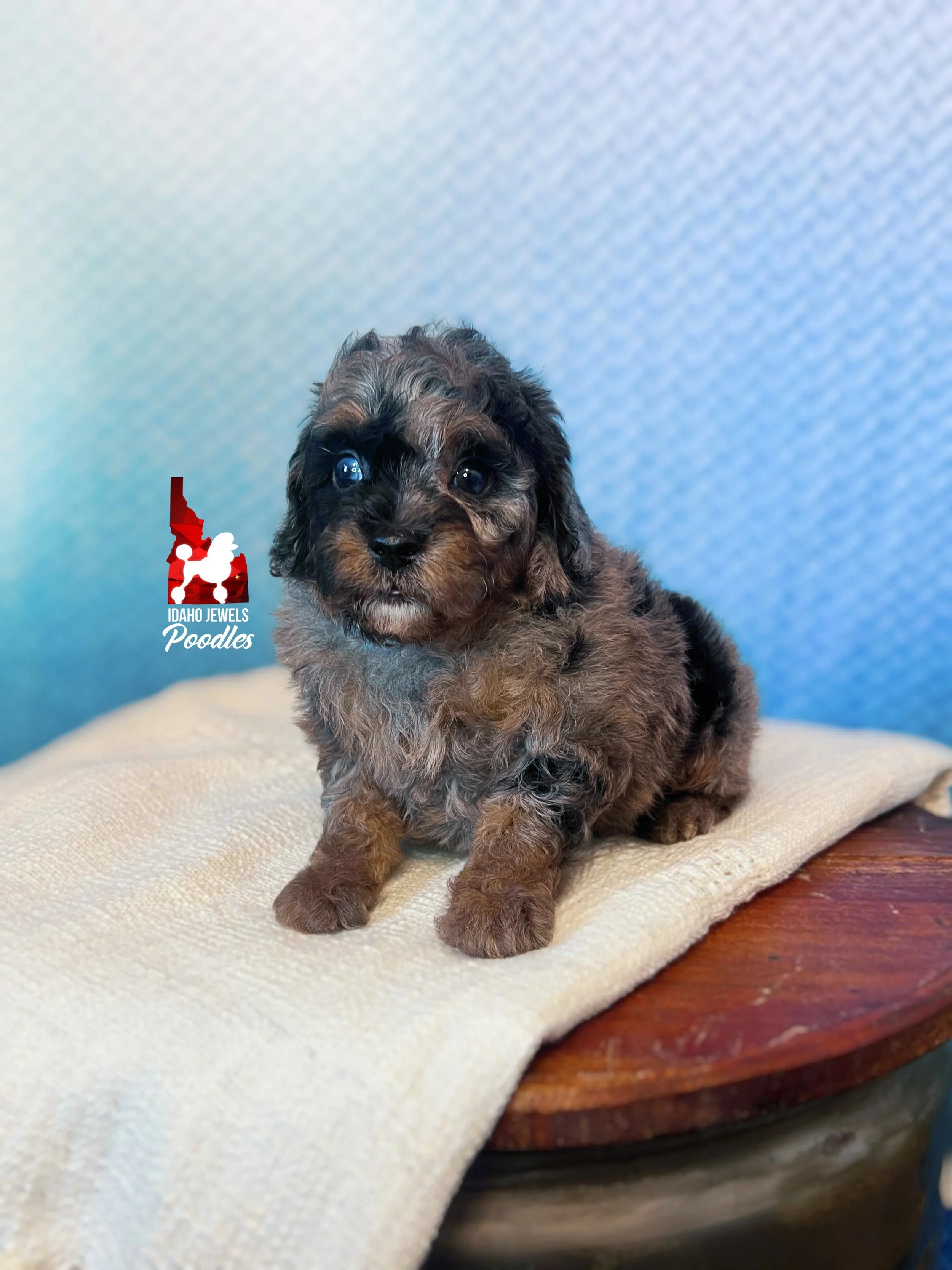 Marble - 6 wks-1.jpg