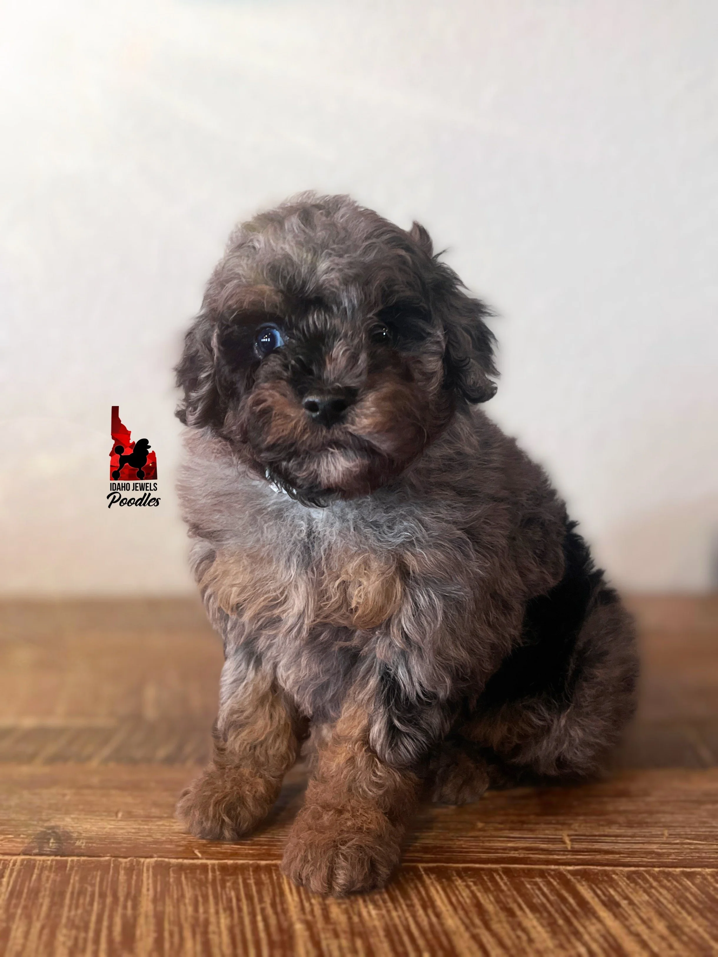 Marble, Blue Merle Phantom Toy Poodle Boy~ Pet