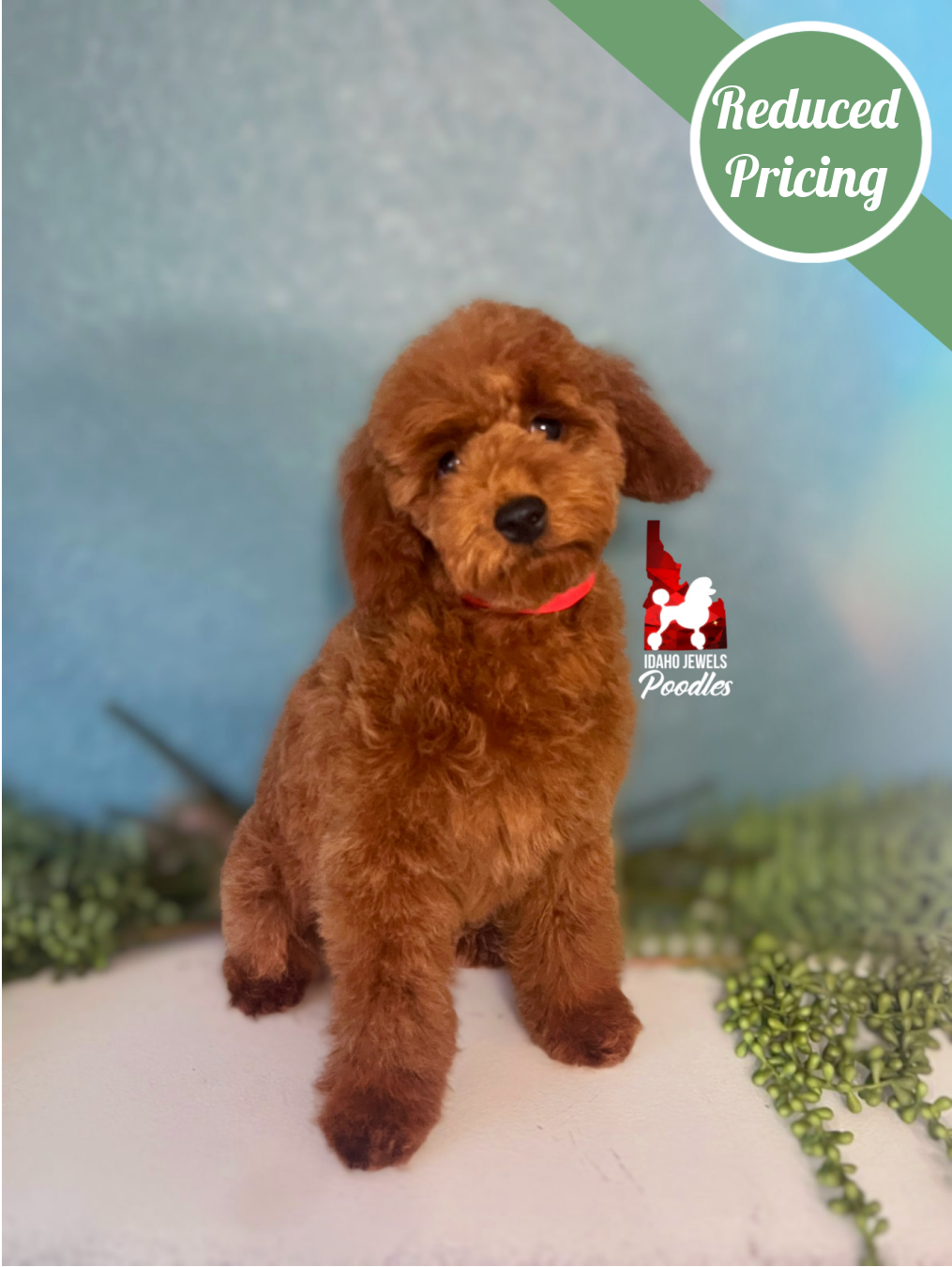 Toffee, Red Mini Poodle Boy~ Pet
