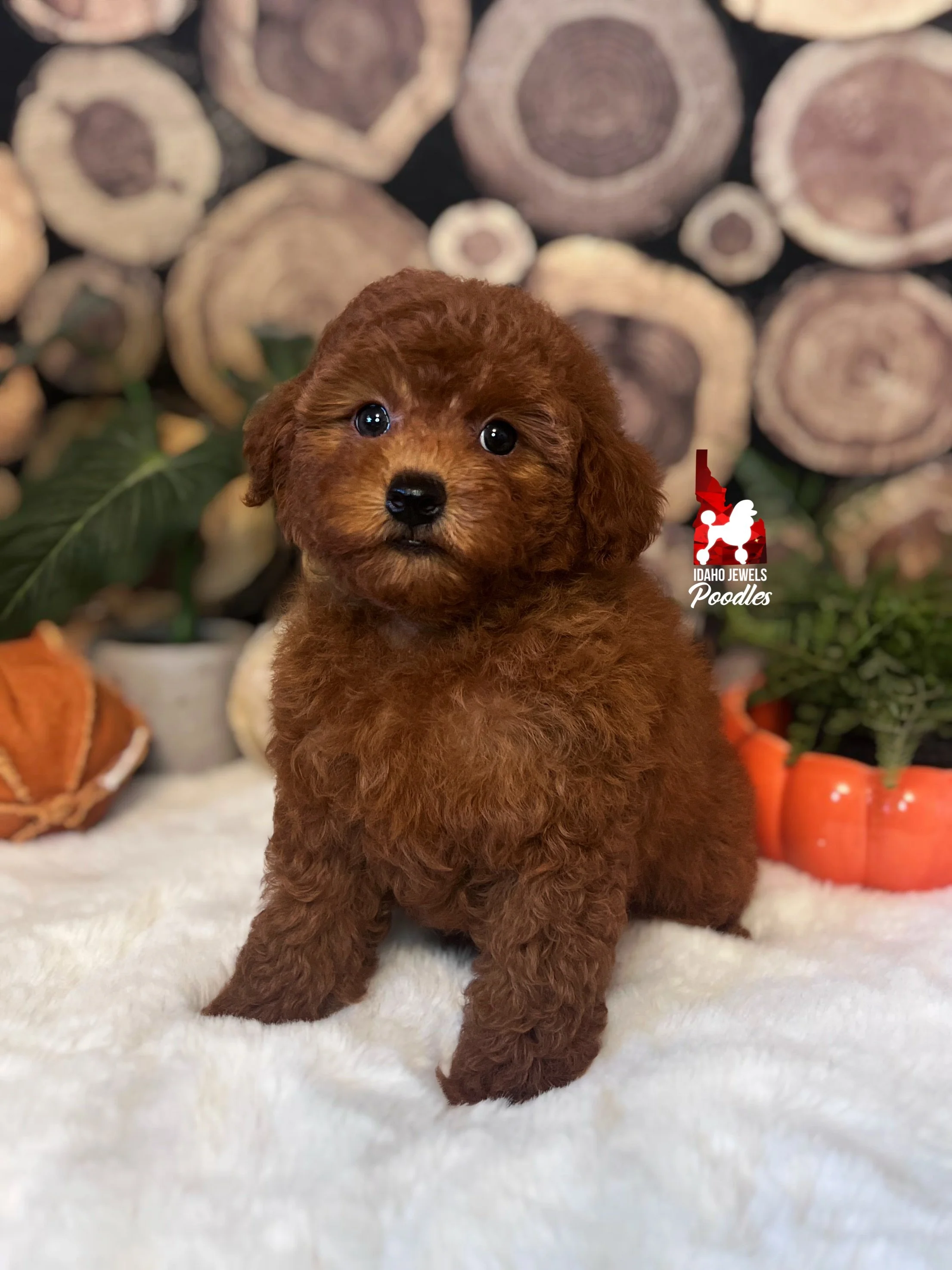 Aladdin, Red Toy Poodle Boy~ Pet