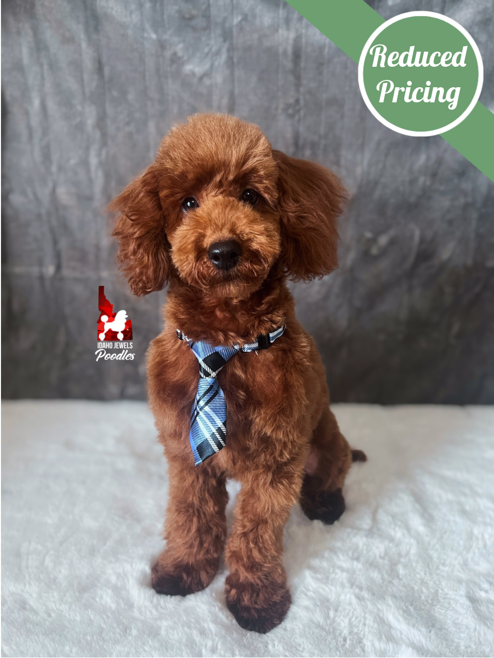 Boise, Dark Red w/ White Mini Poodle Boy~ Pet