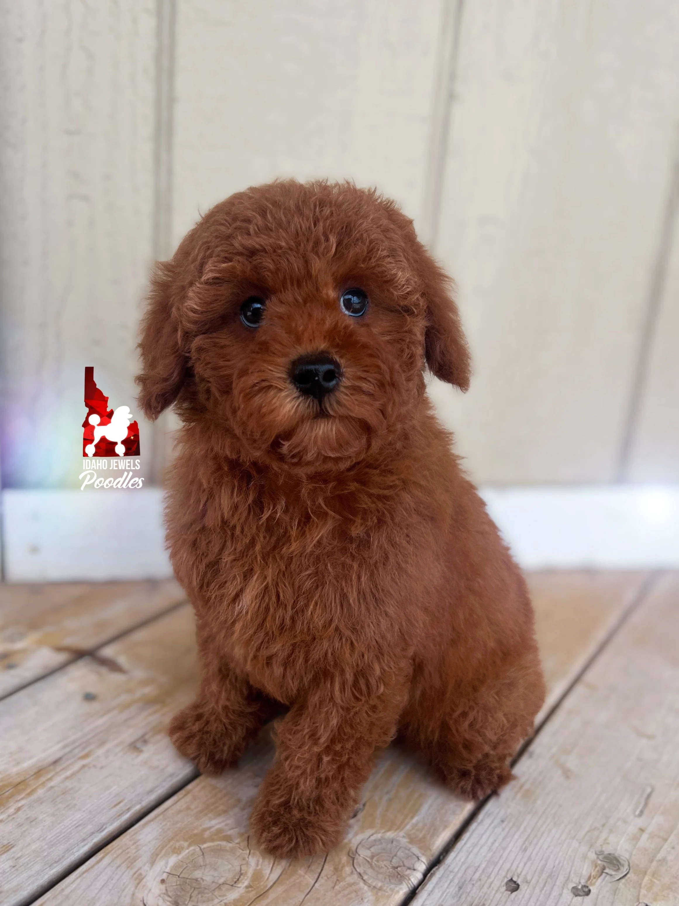 Mario, Red Mini Poodle Boy~ Breeder or Pet
