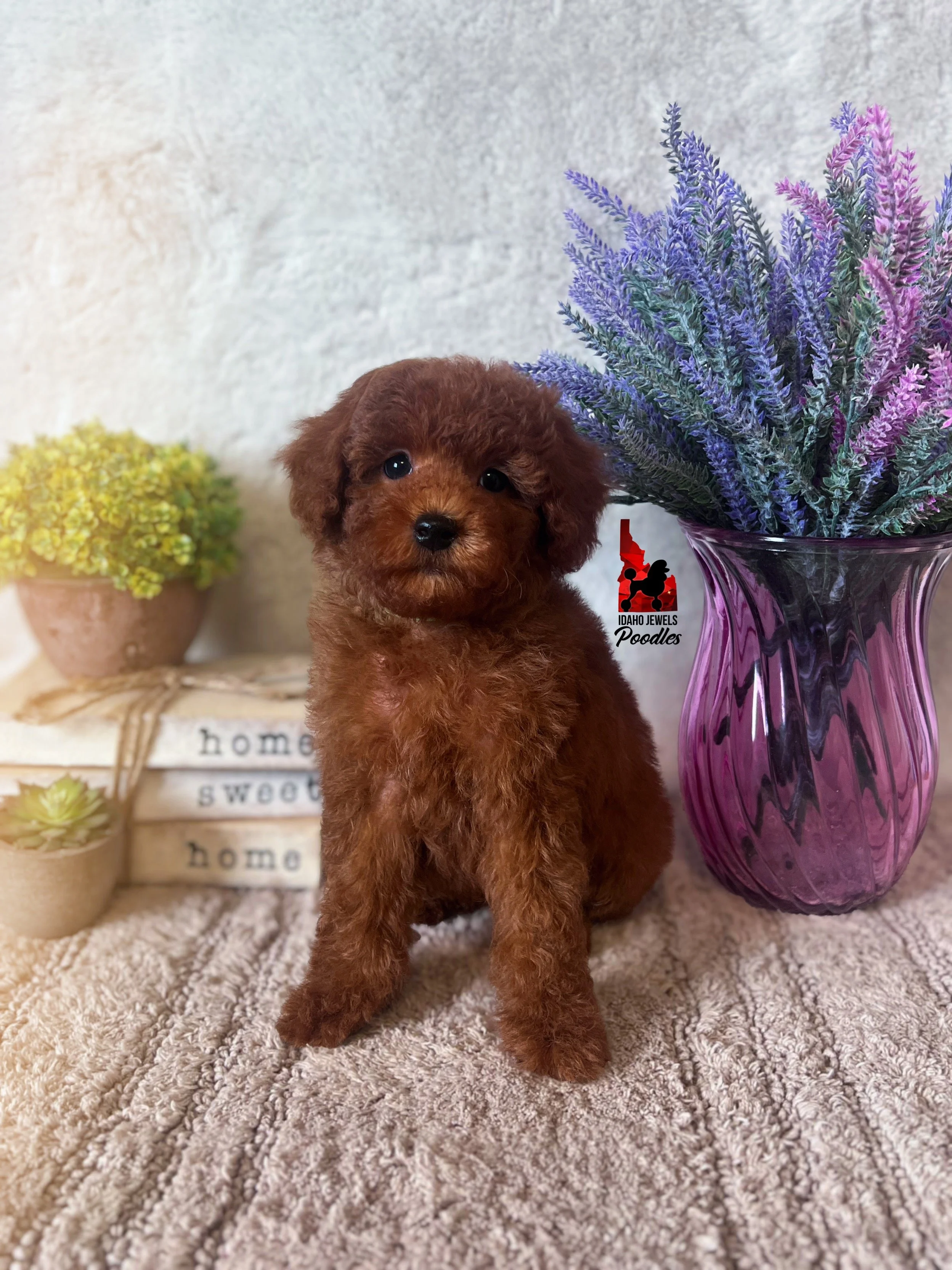 Graham, Solid Red Small Mini Poodle Boy~ Breeder or Pet