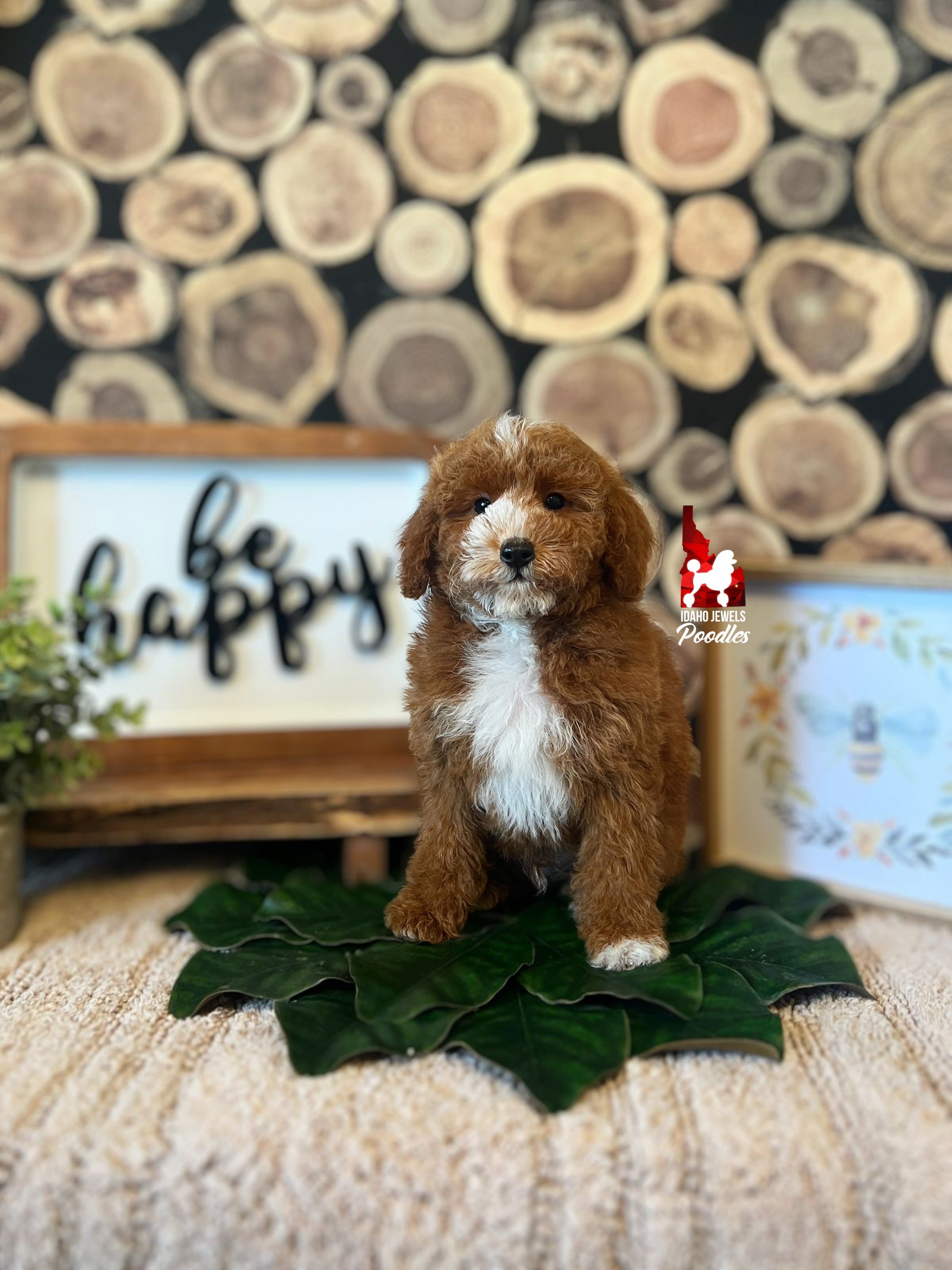 Groot - 10 wks.jpeg