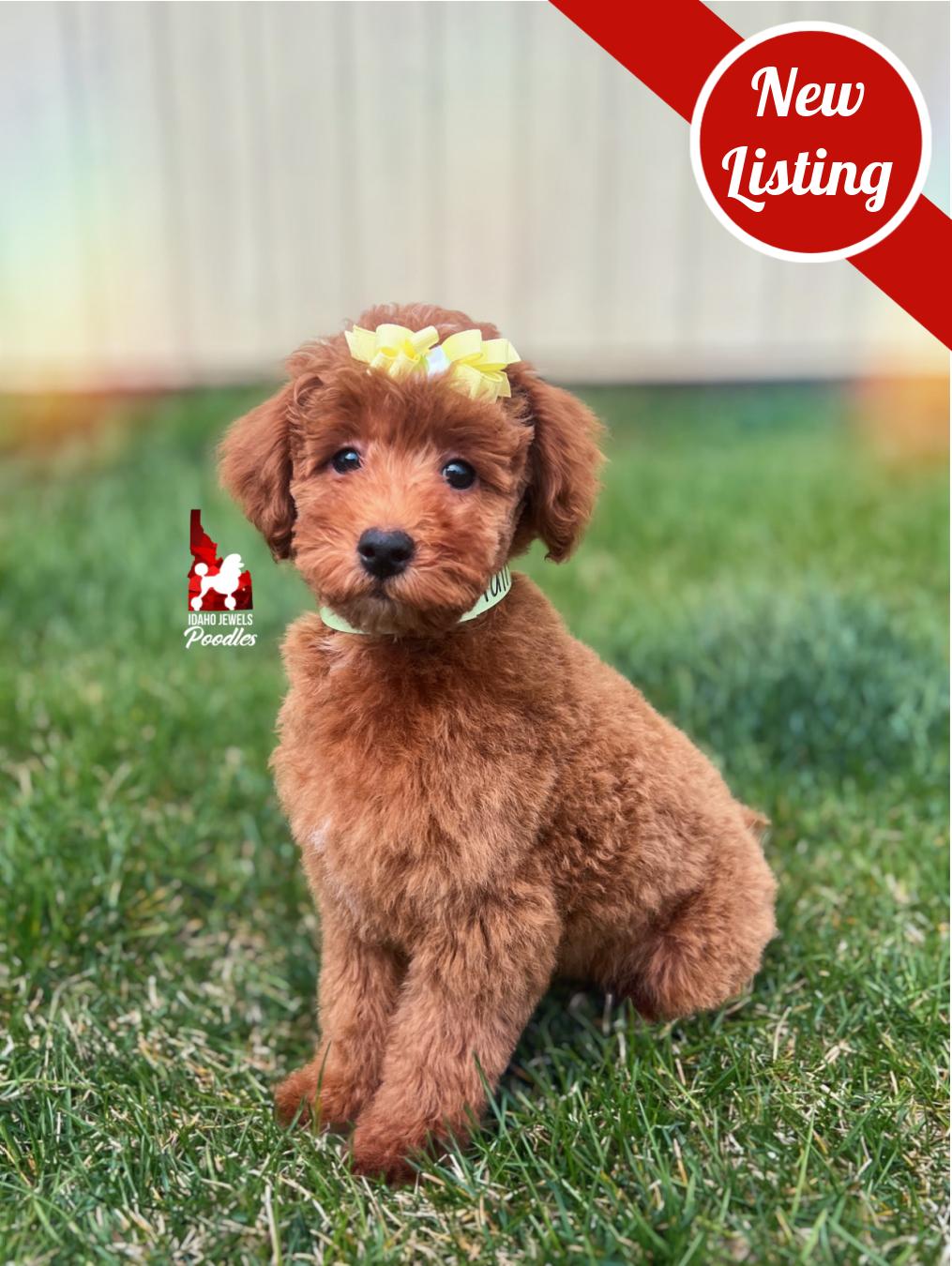 Tally, Red Mini Poodle Girl~ Breeder or Pet